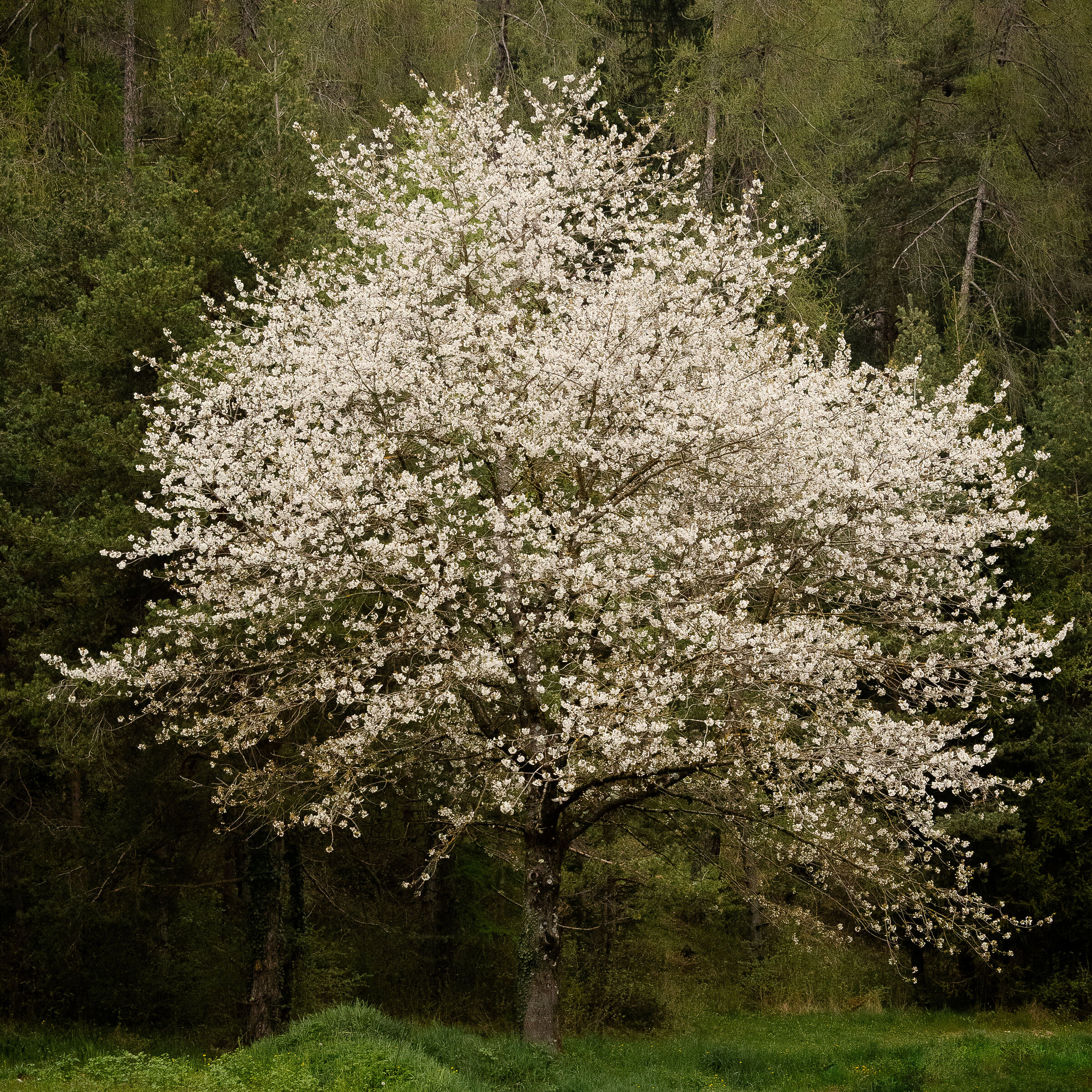 Ciliegio selvatico sul limitar del bosco