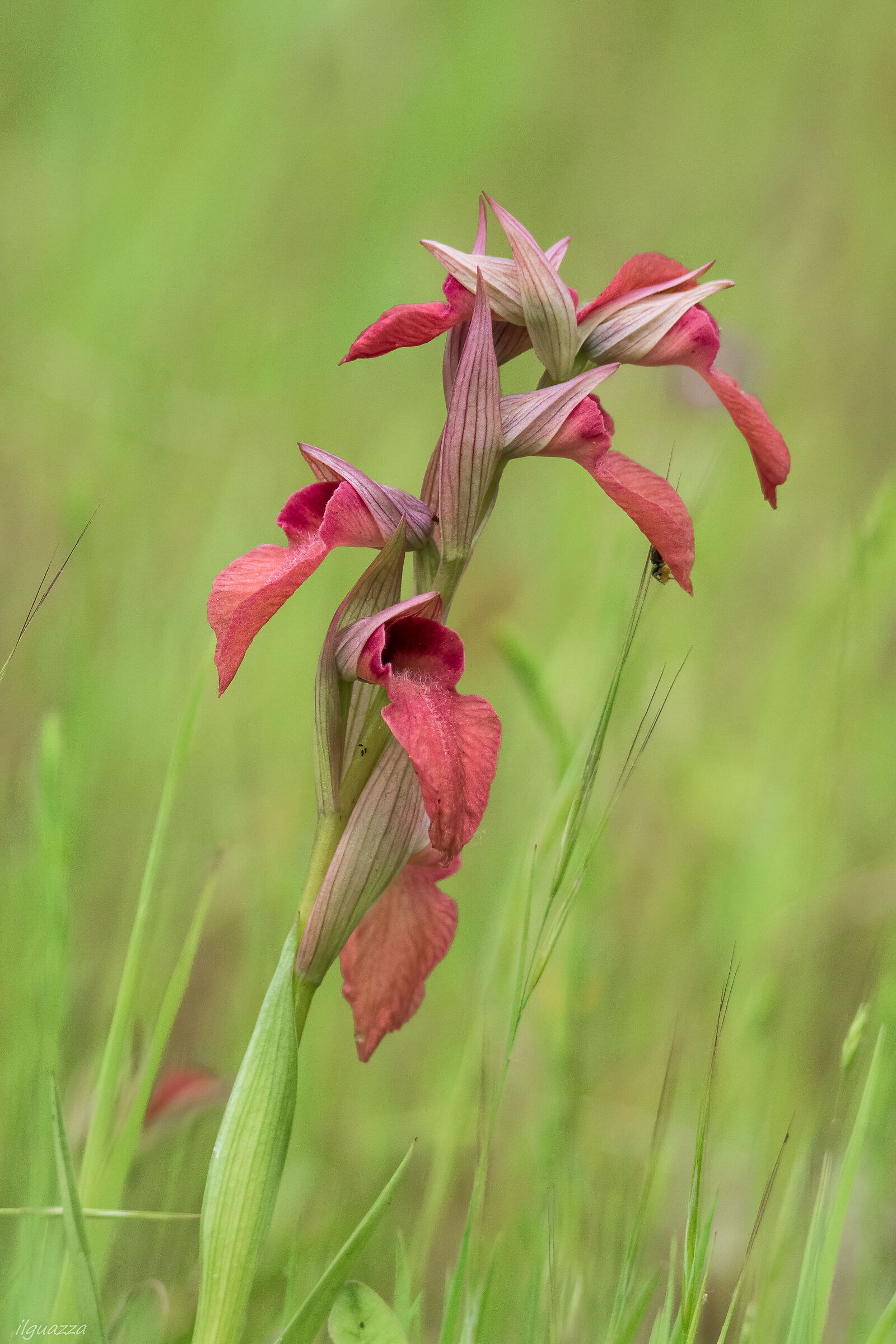 Spontaneous orchid