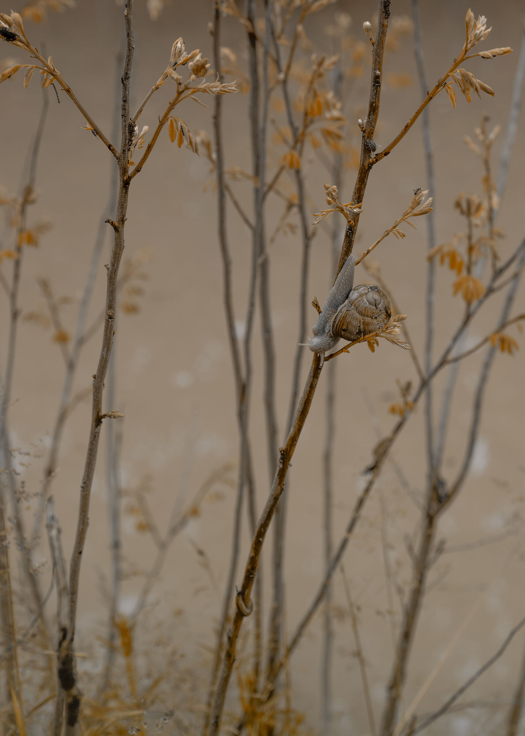 SOS full of the Po...