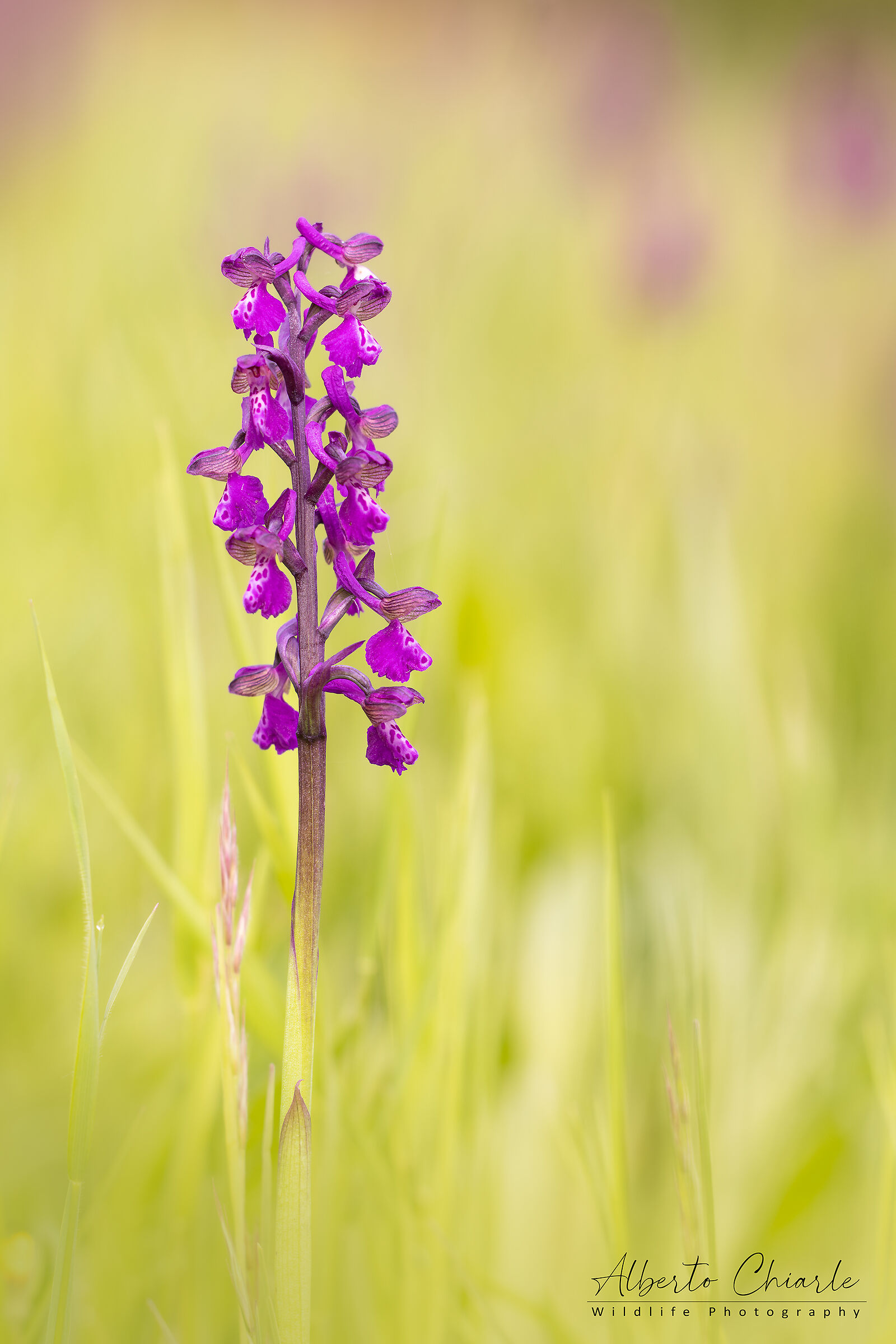 Anacamptis morio