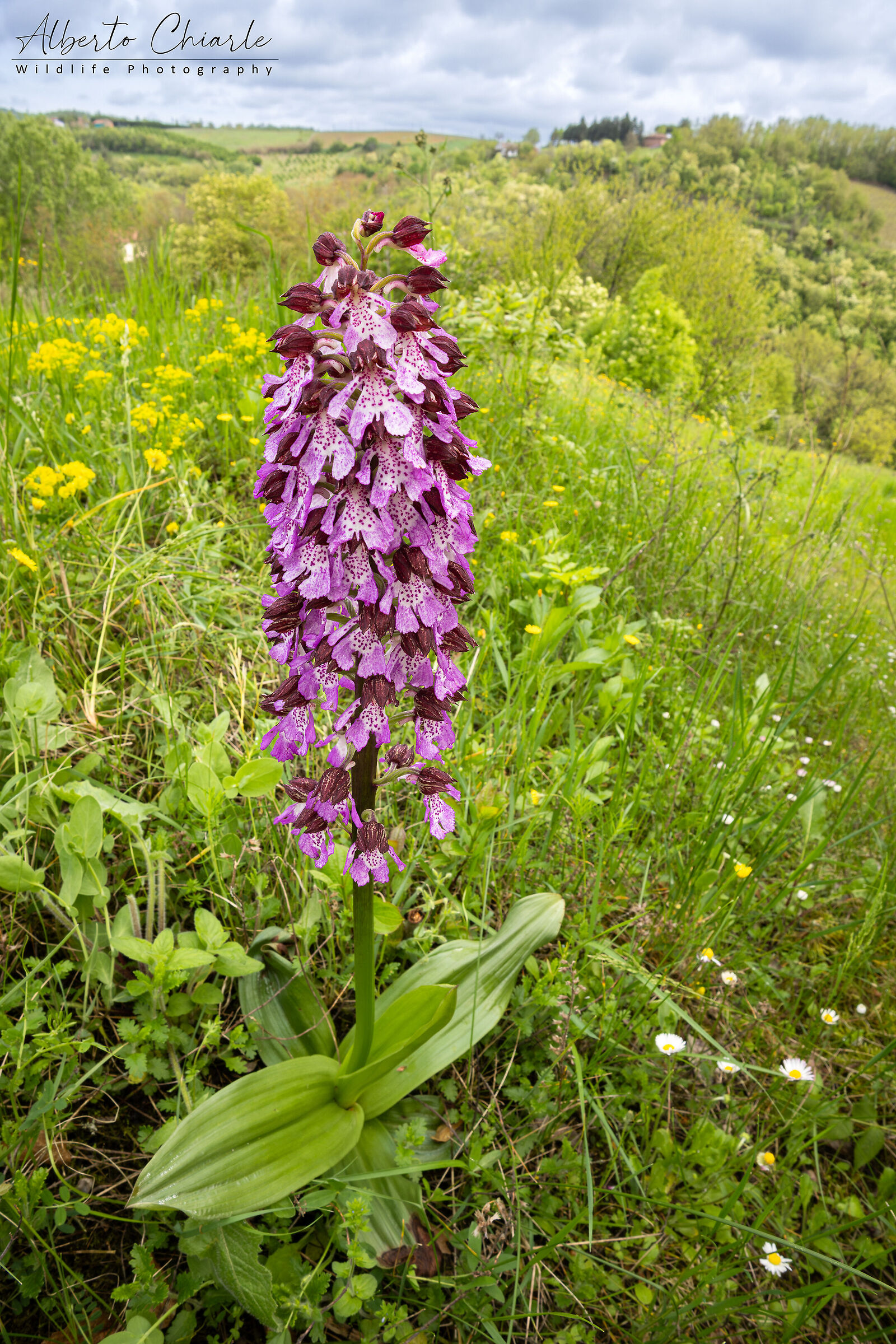 Orchis purpurea