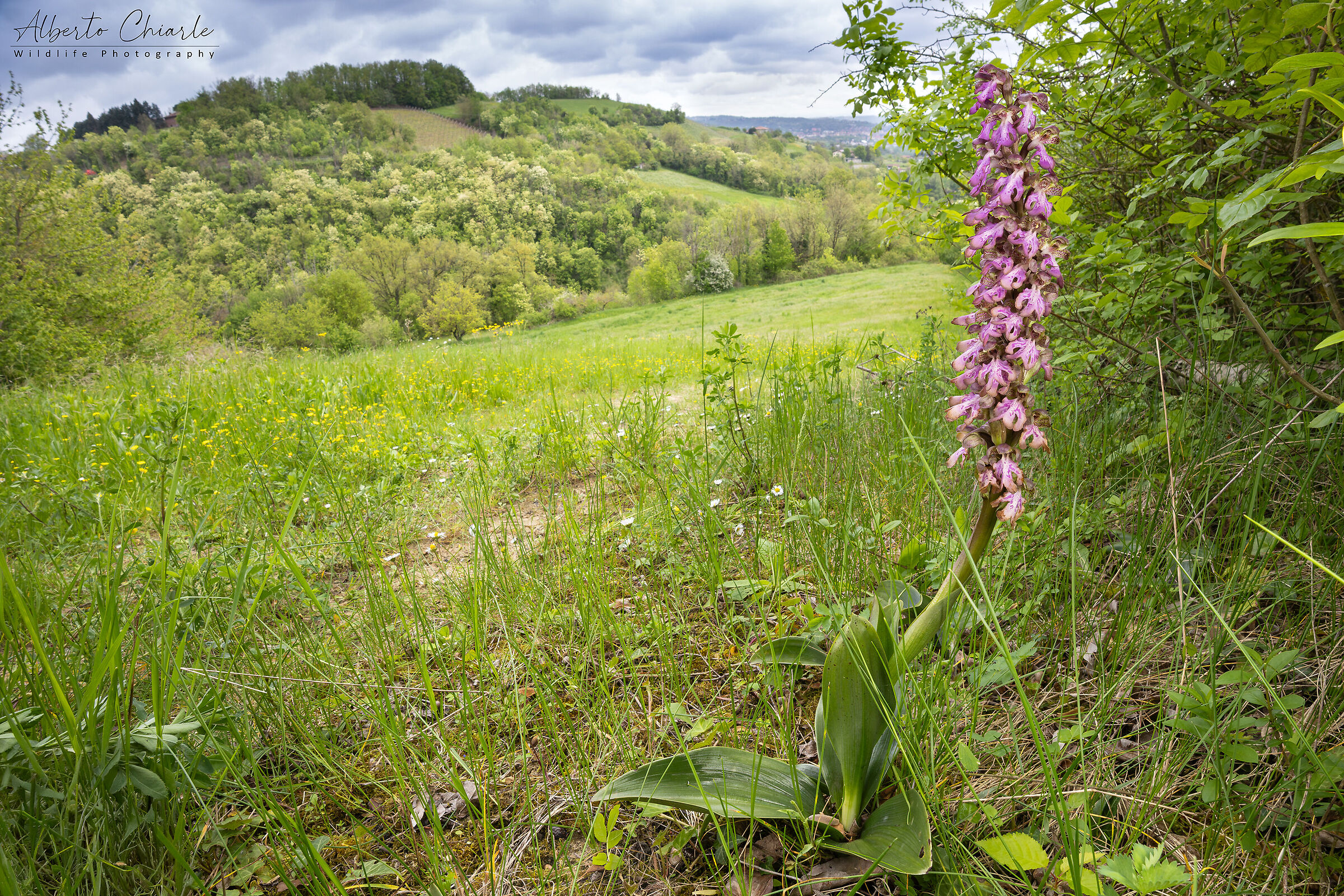 Himantoglossum robertianum
