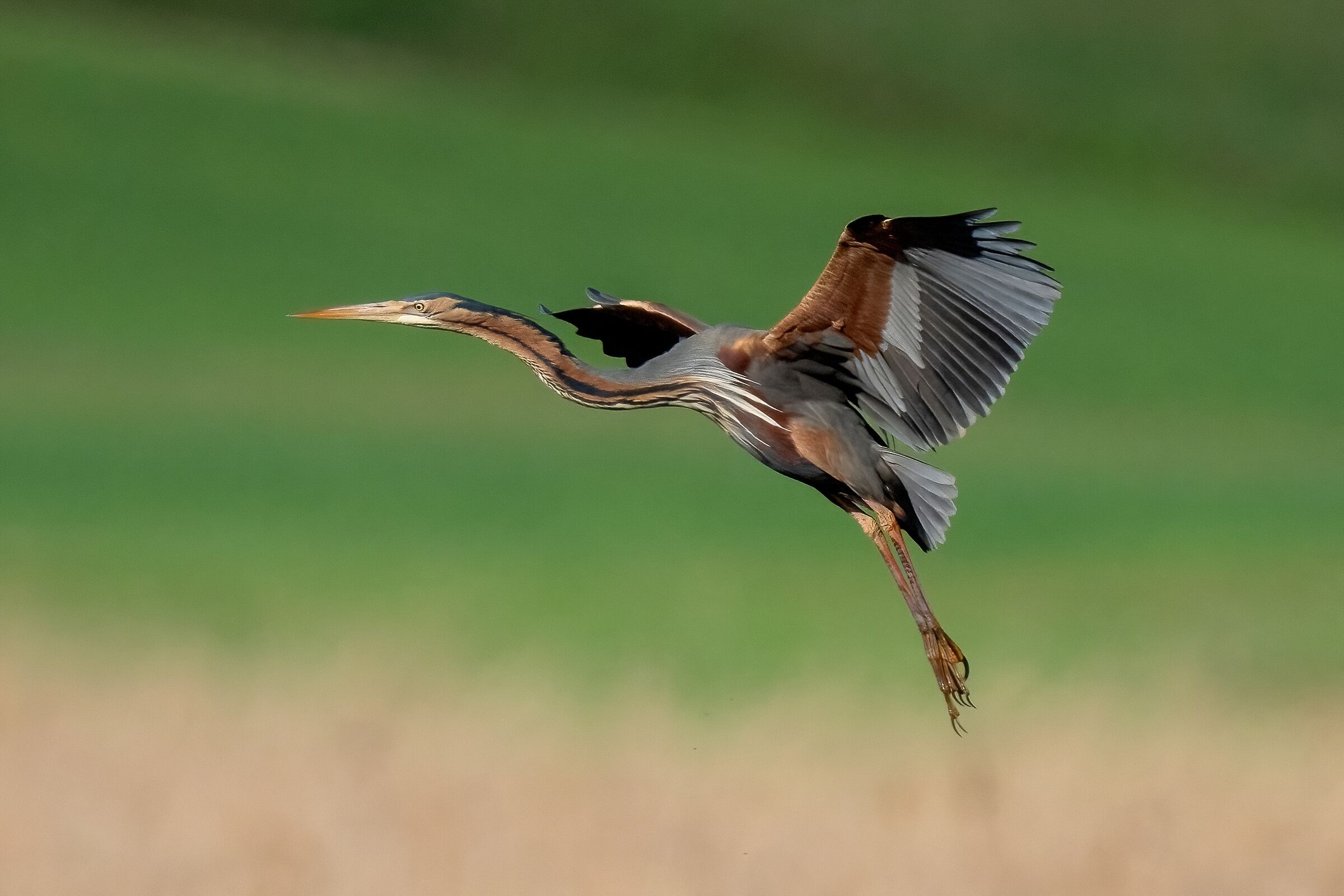 Purple heron (Ardea purpurea)