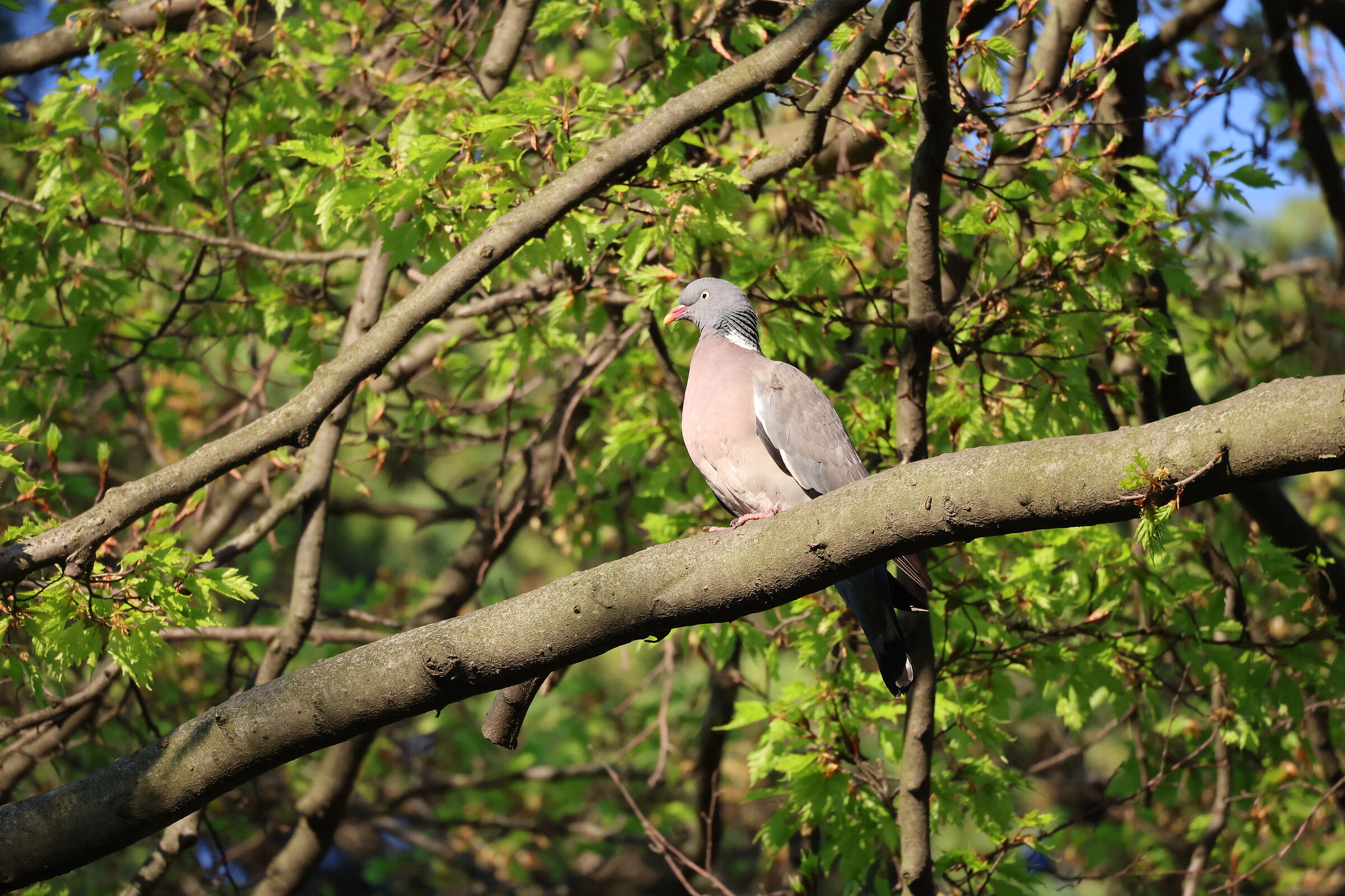 Columba Palumbus
