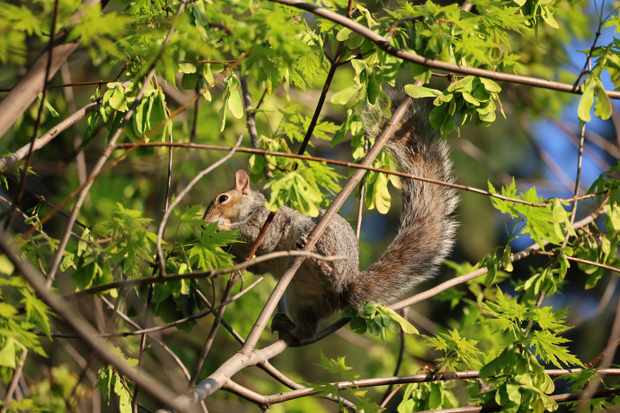 Sciurus Carolinensis