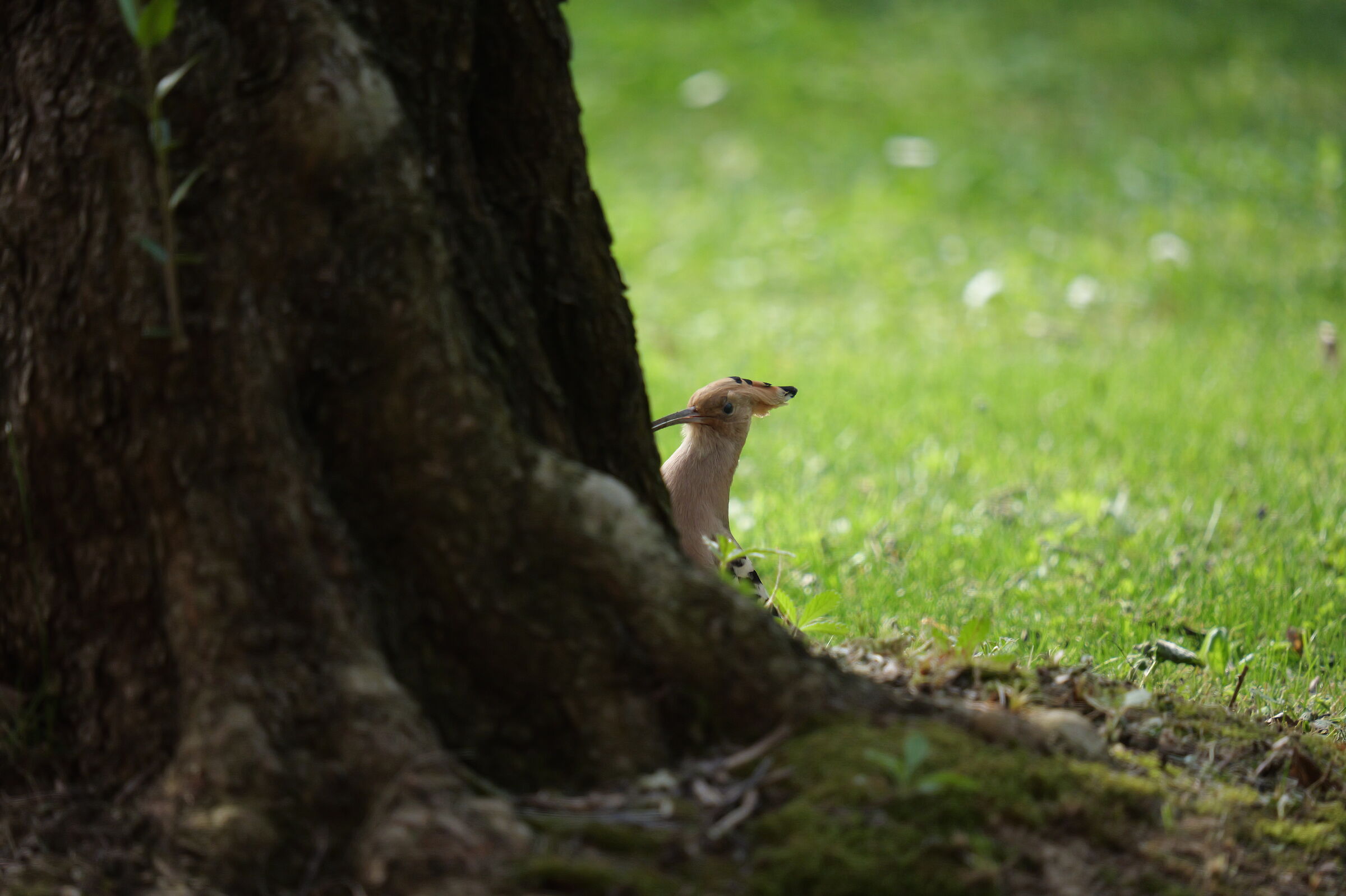 Test s1r2 11 (attraverso vetro)