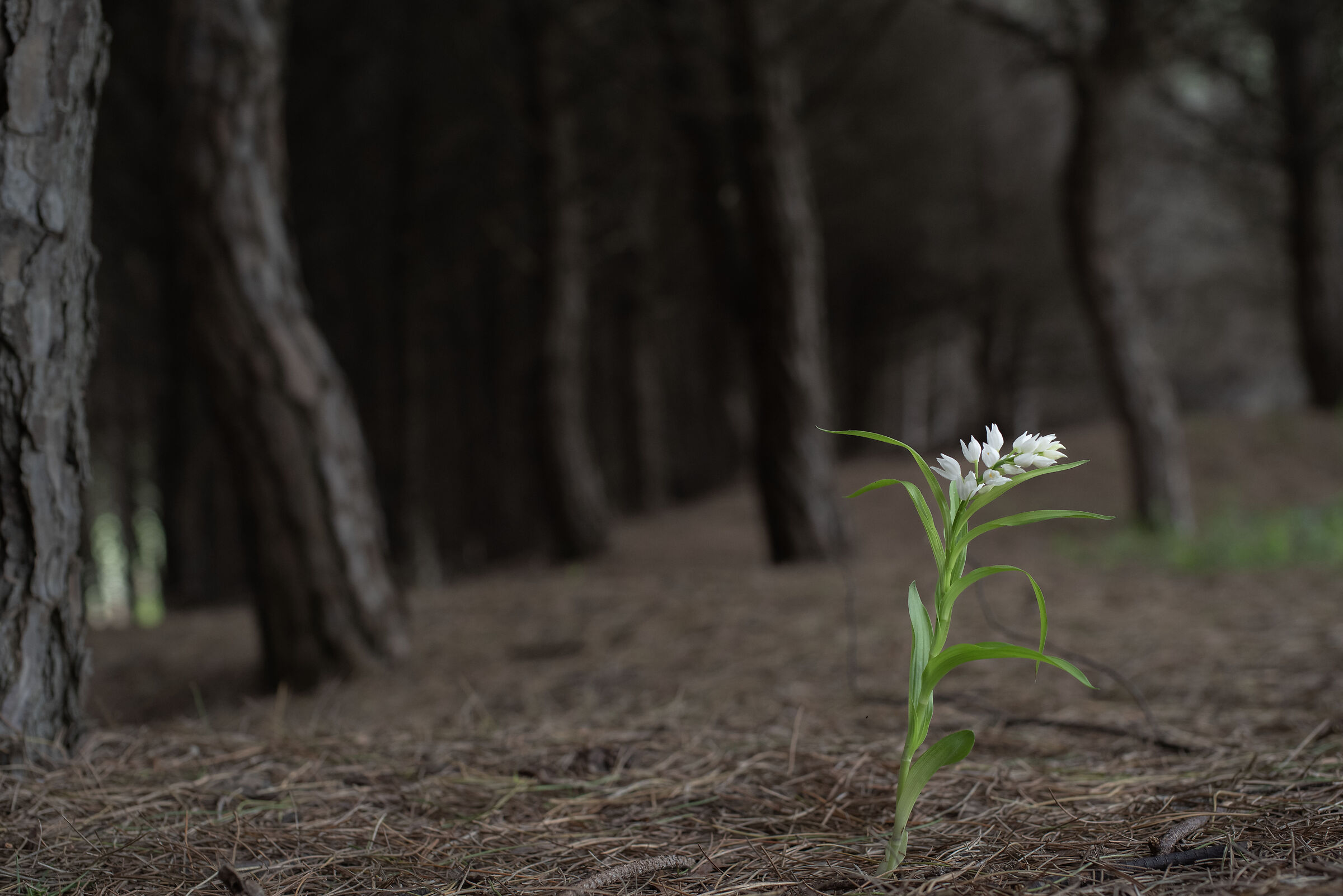 Lily of the valley at the edge of the pine forest