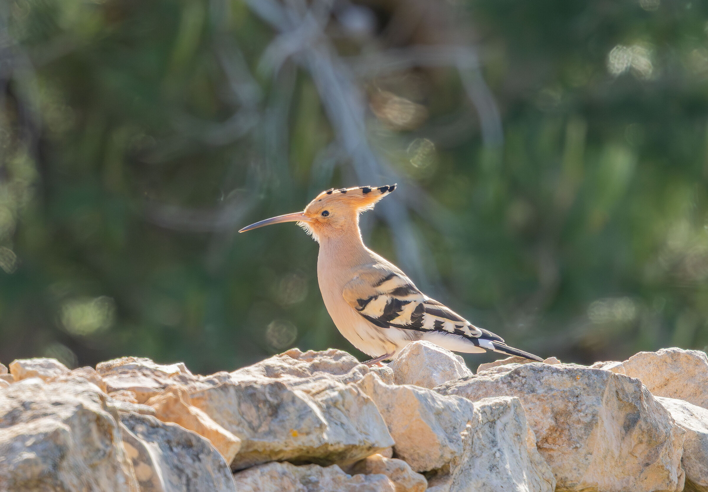 Hoopoe