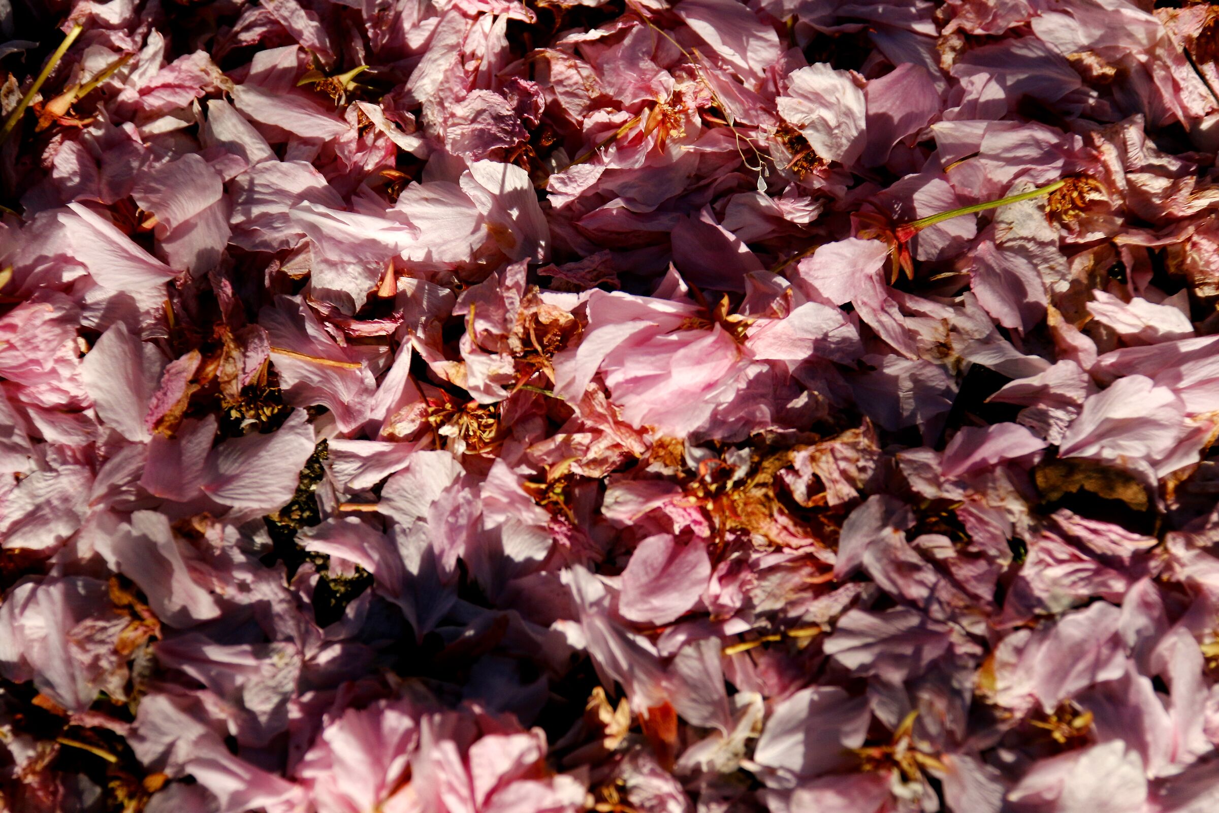 Prime fioriture