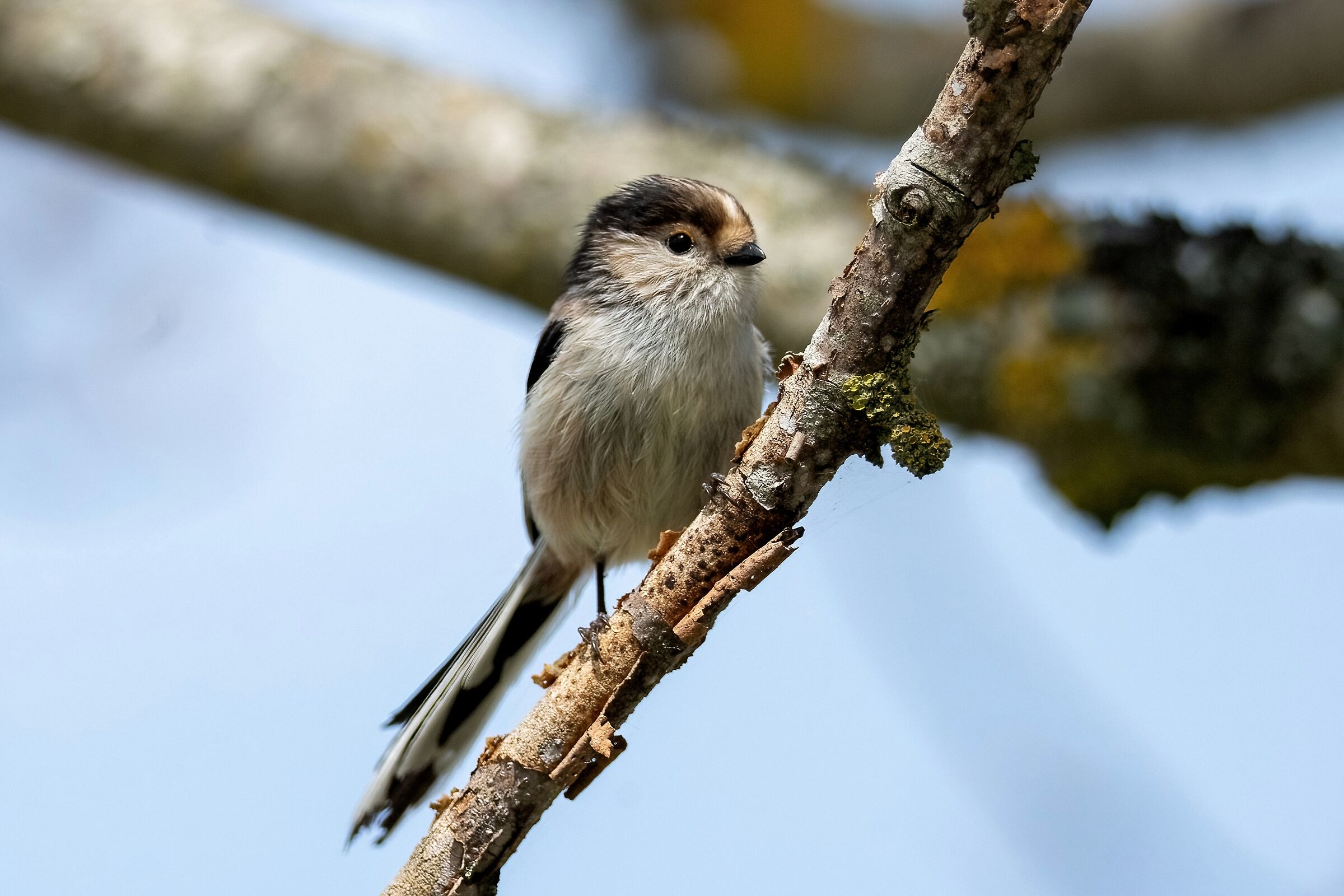 Codibugnolo(Aegithalos caudatus)