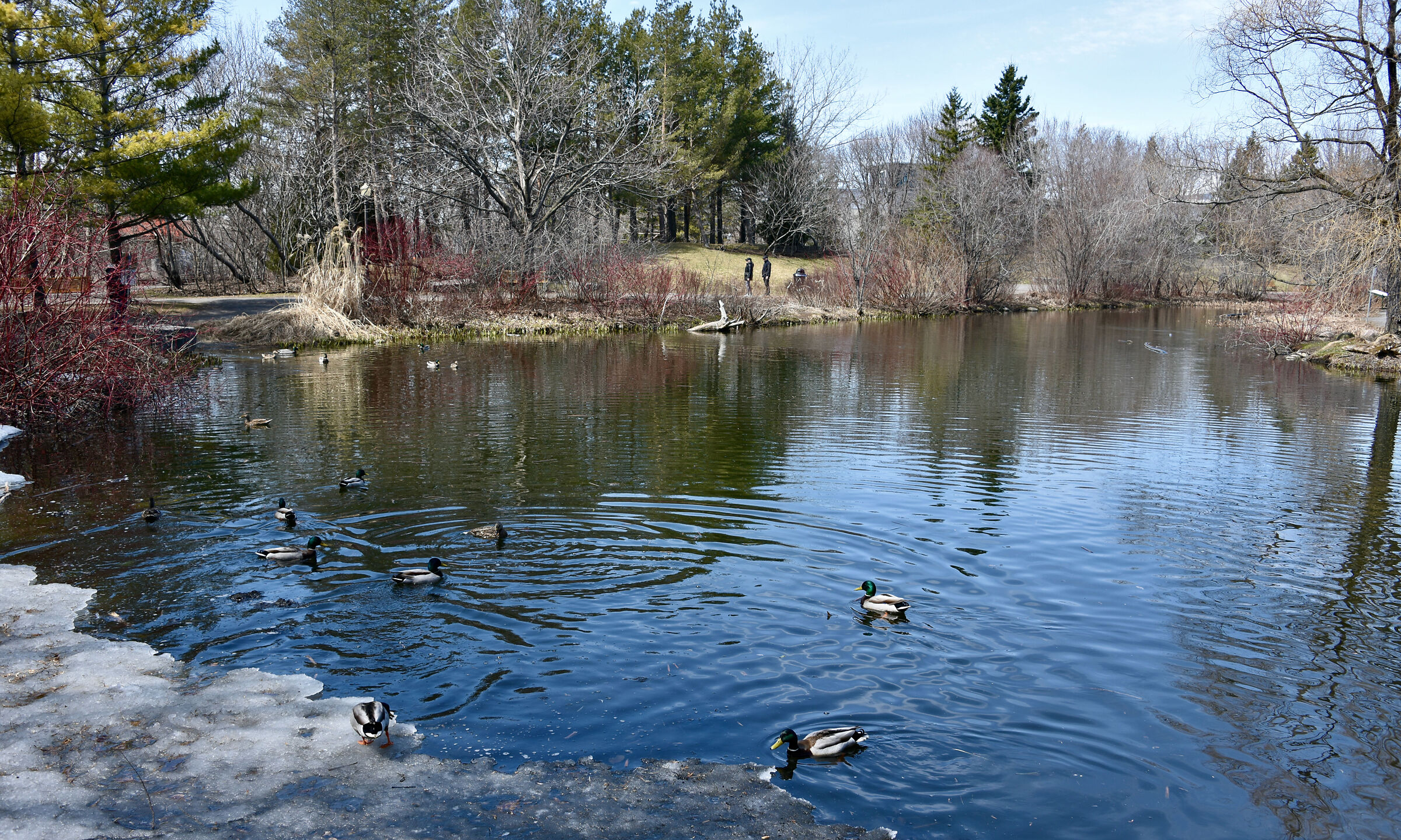 Paesaggio primaverile del Quebec all'interno del parco...