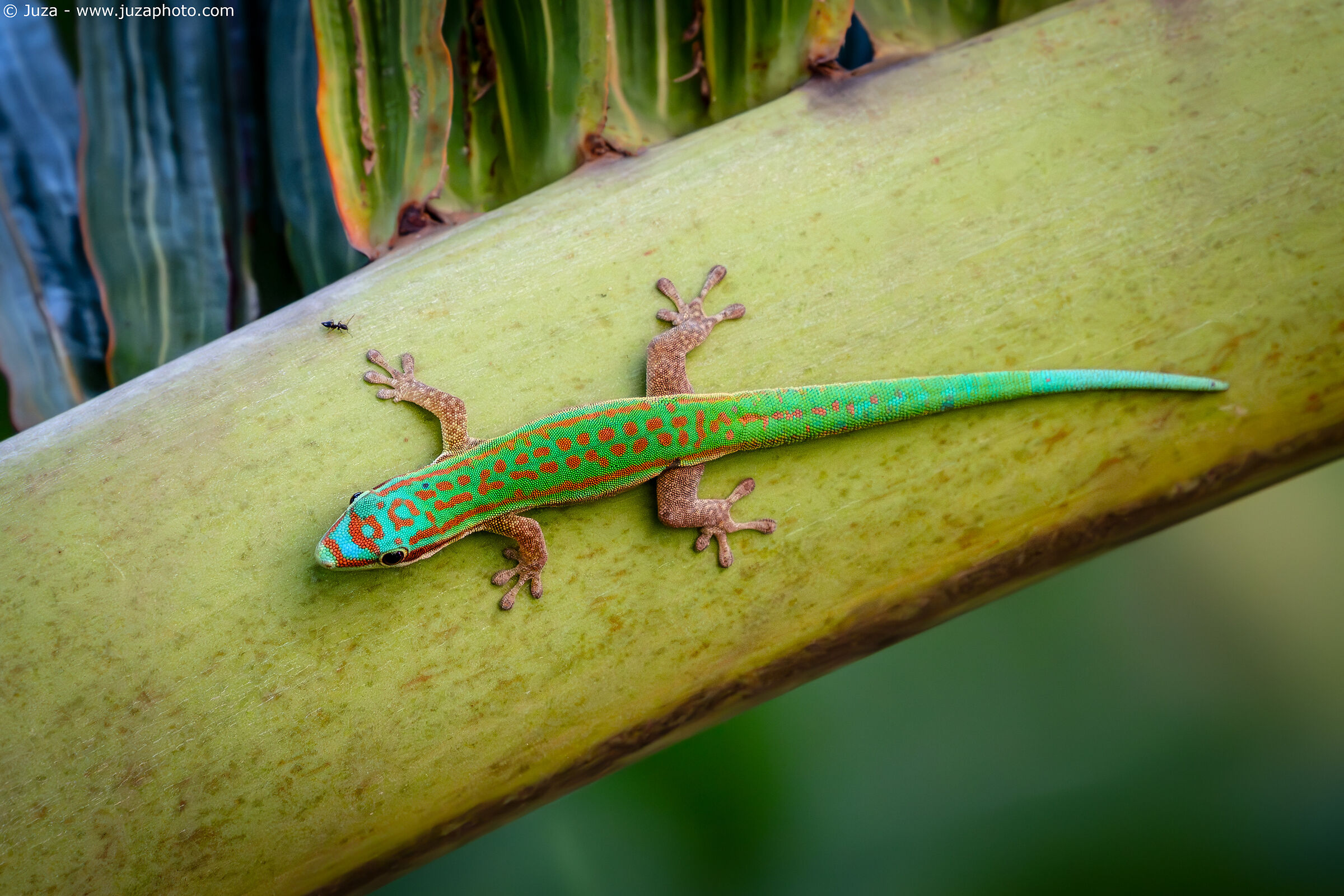 Bluetail Day Gecko (Phelsuma cepediana)