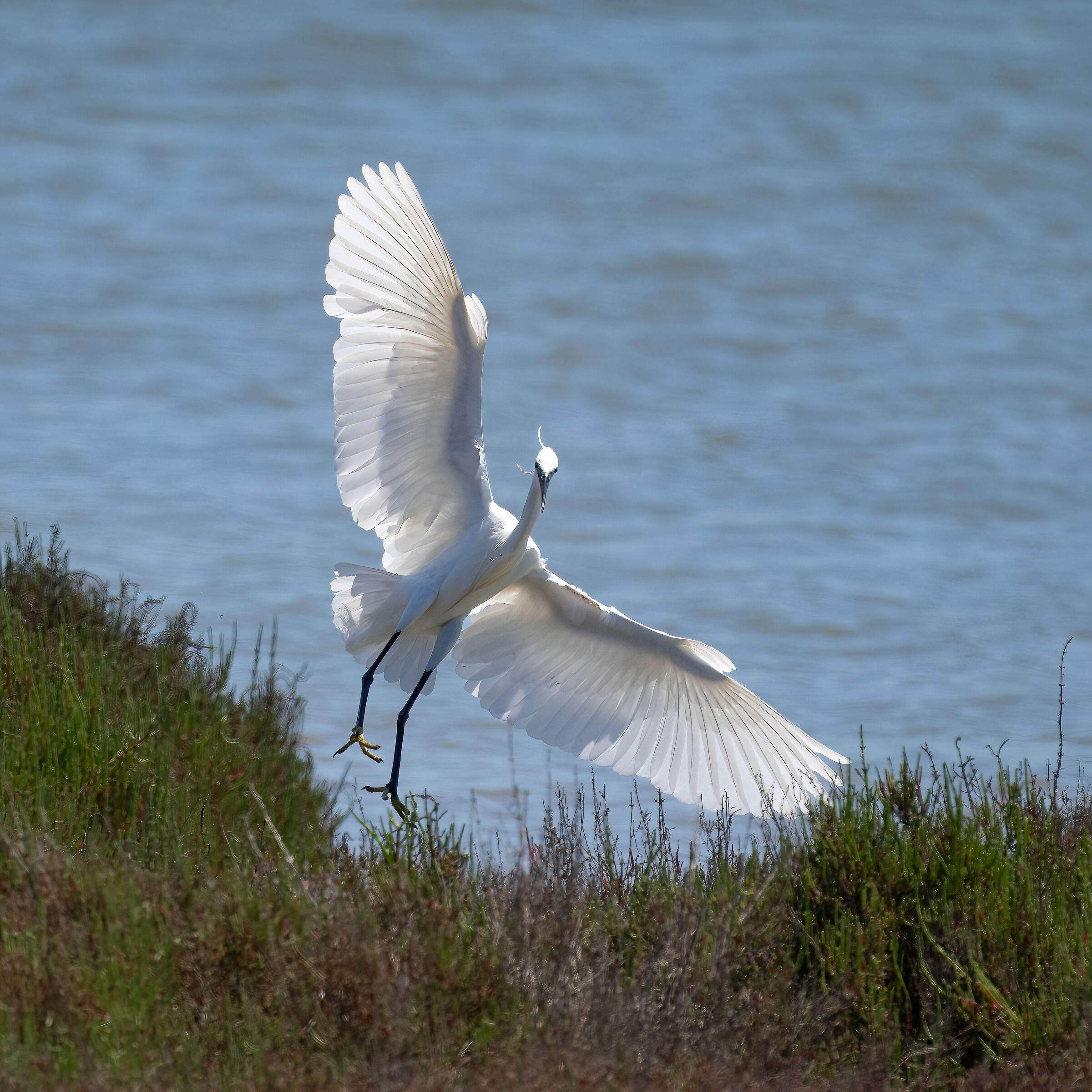 Egret