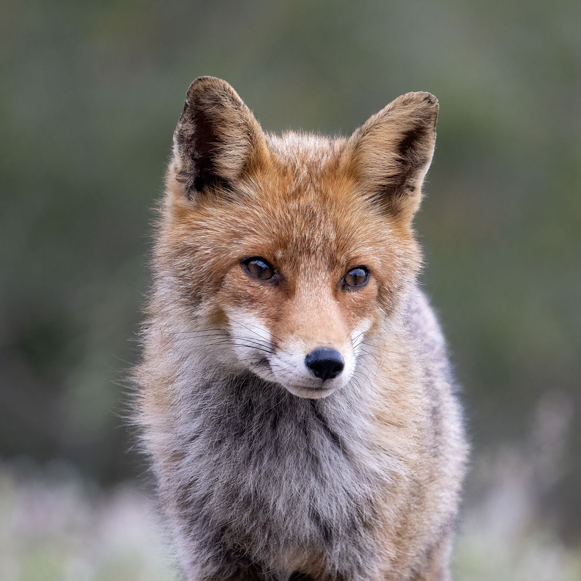 Red Fox