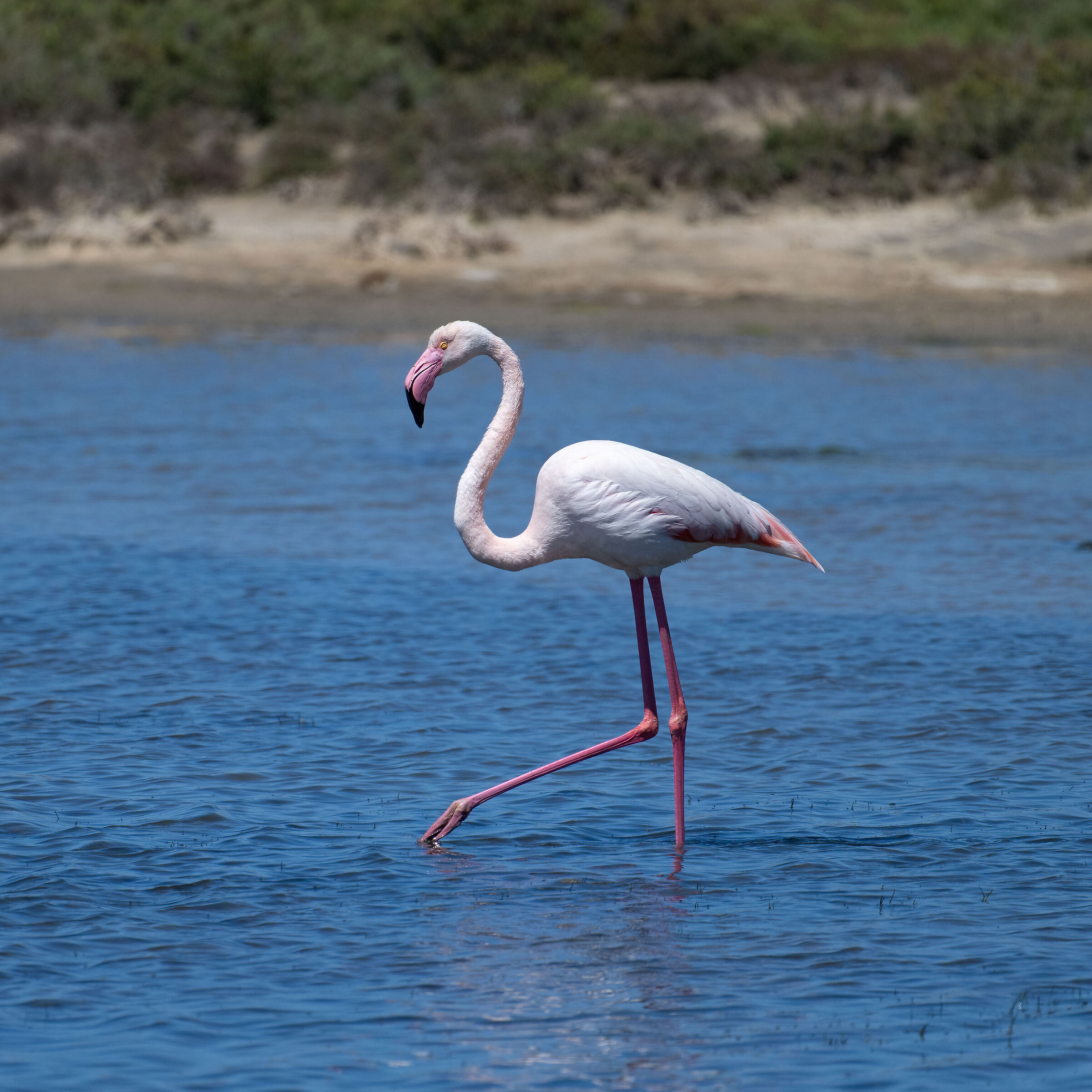 Pink flamingo