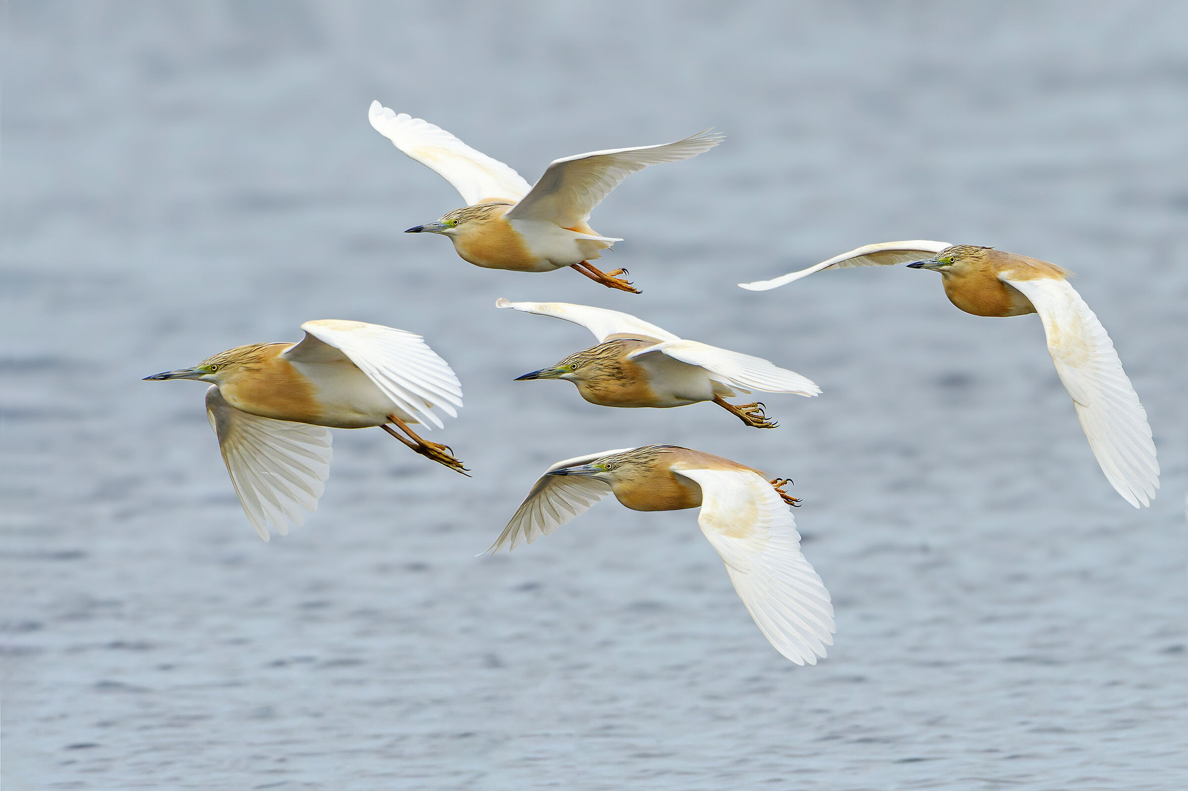 The migration of squacco herons