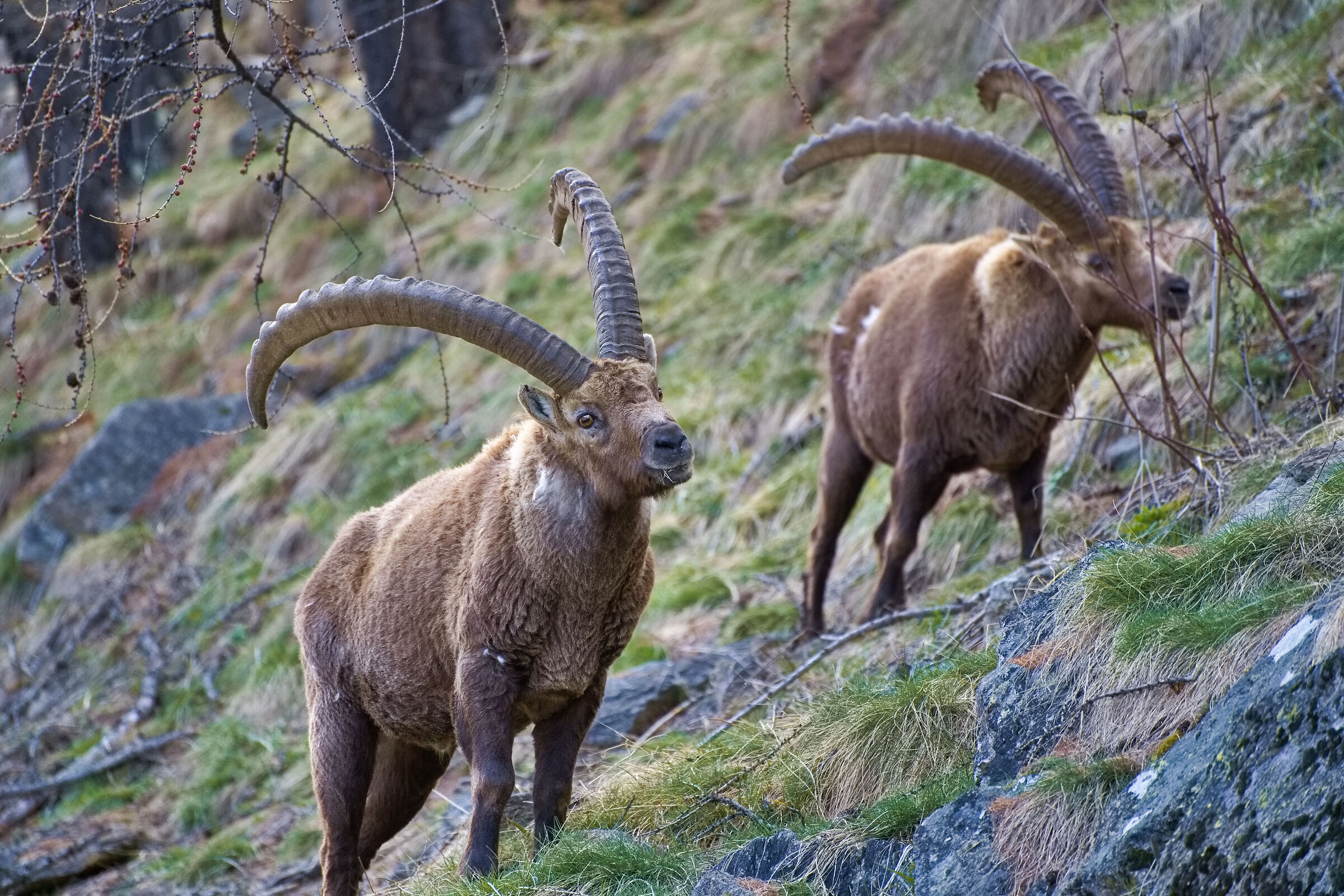 Modalità guardinghi.
