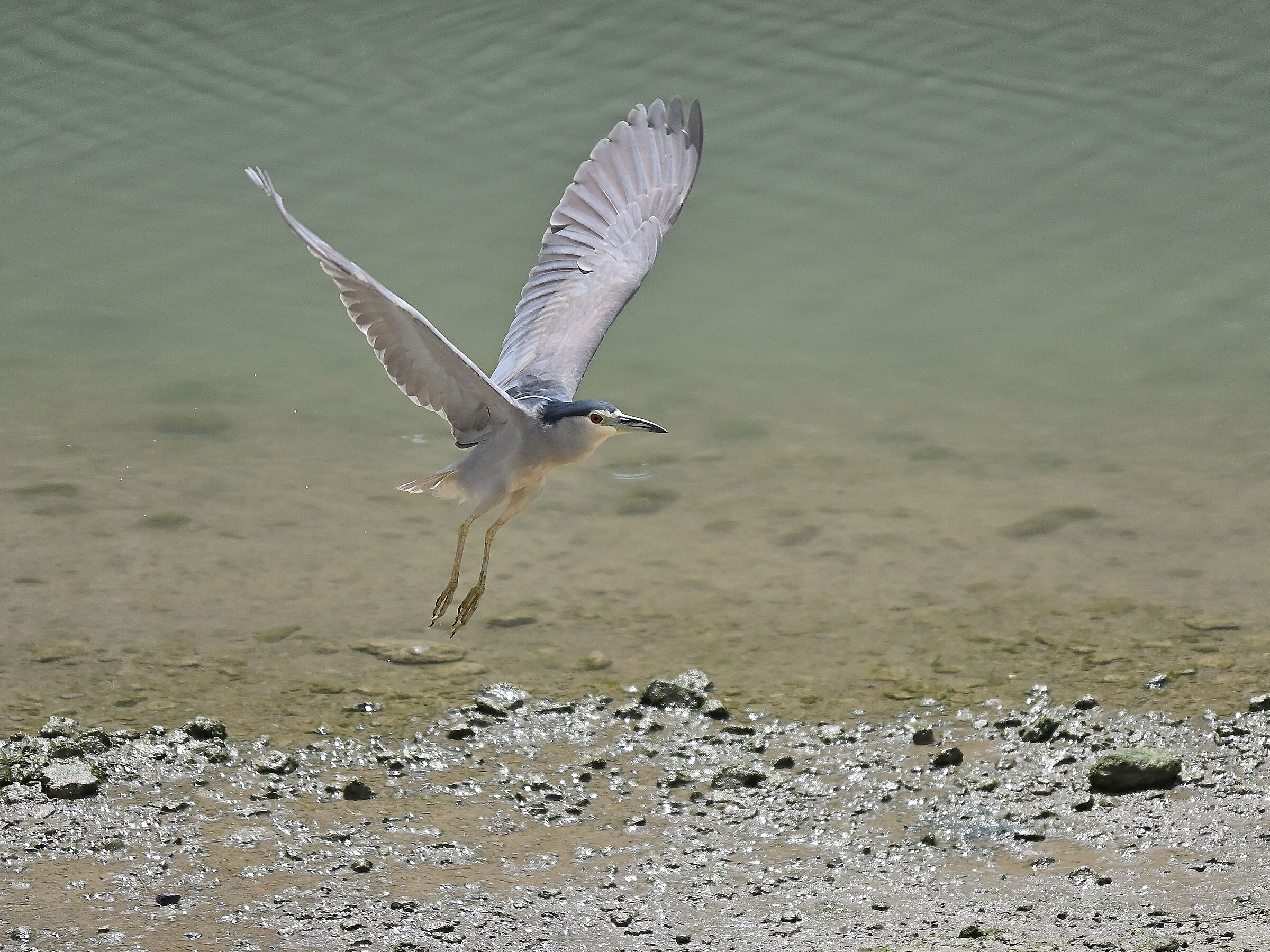 Night Heron