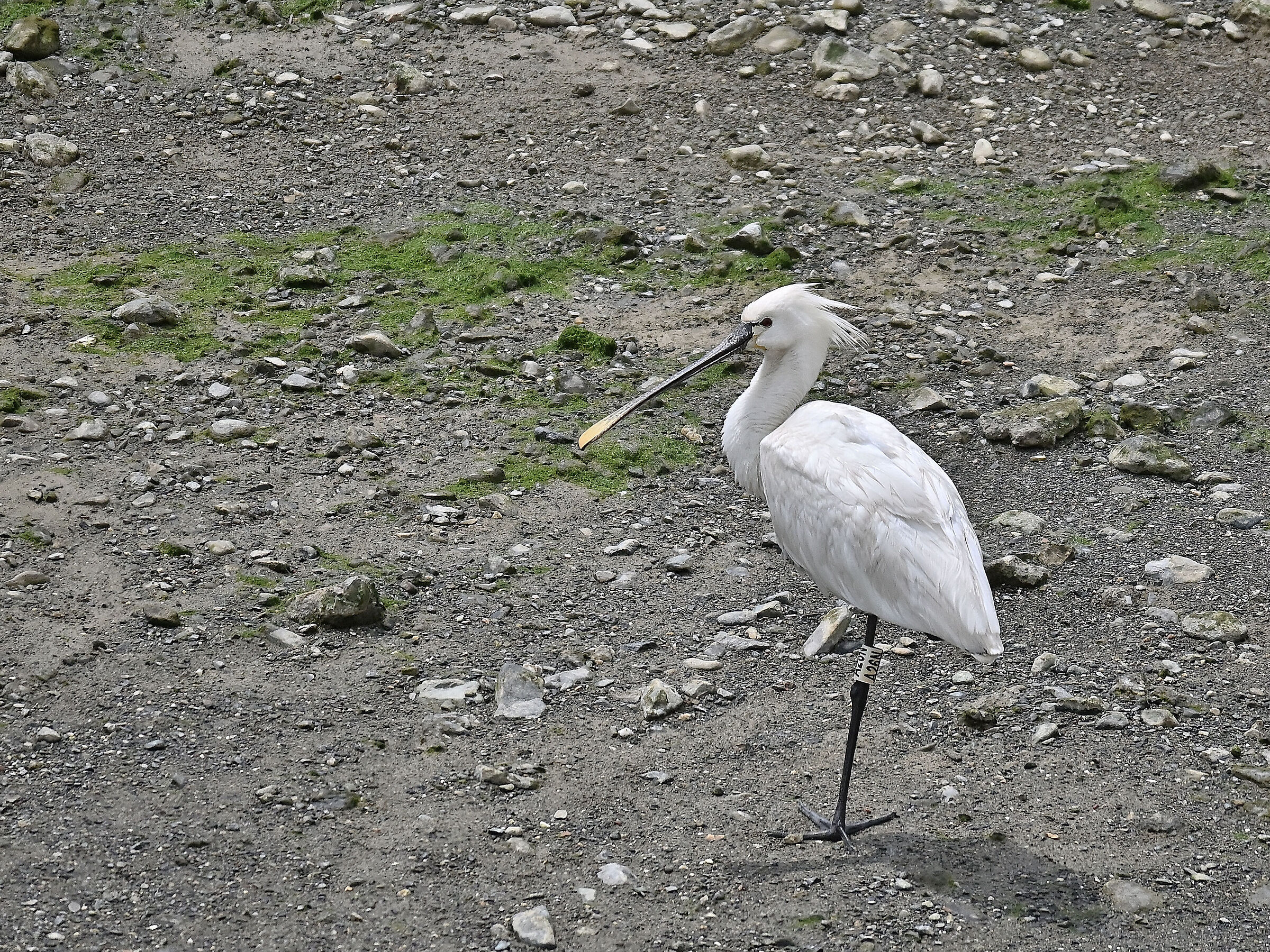 Spatula