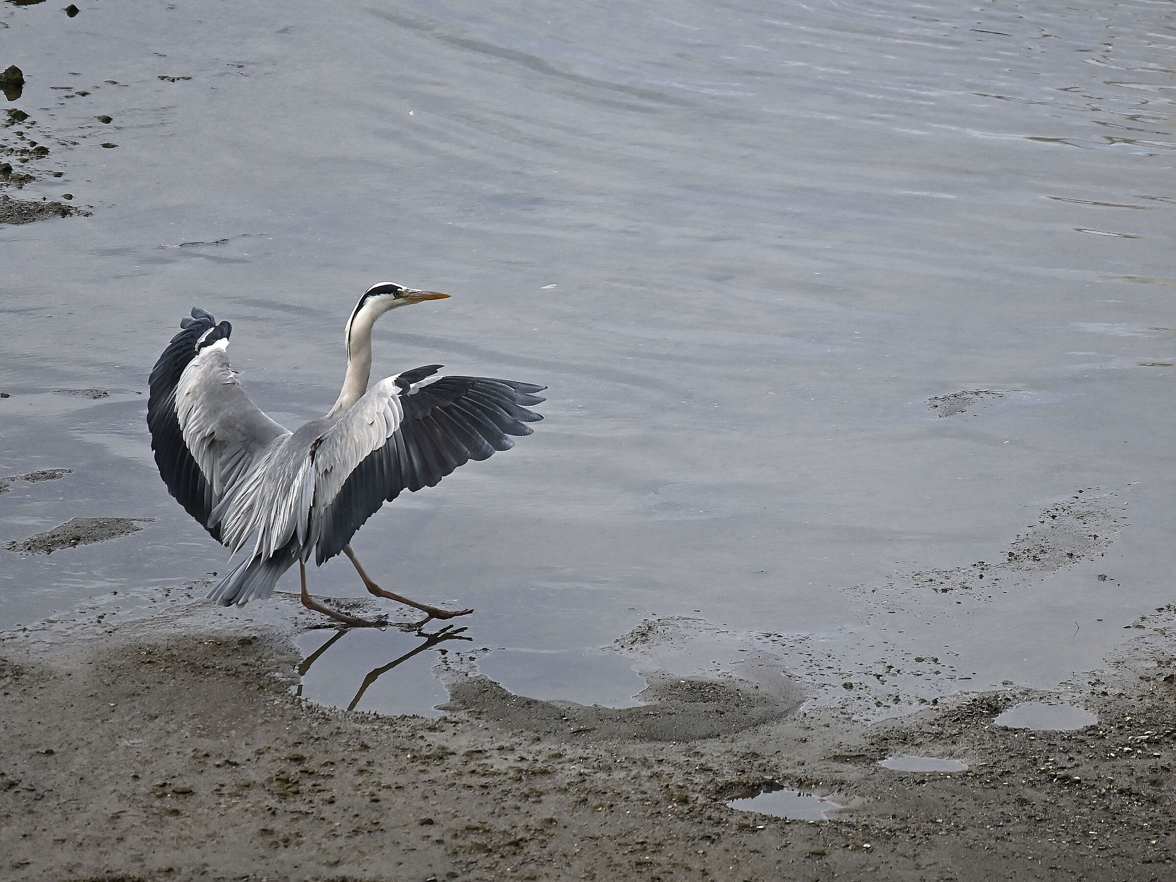 Grey heron