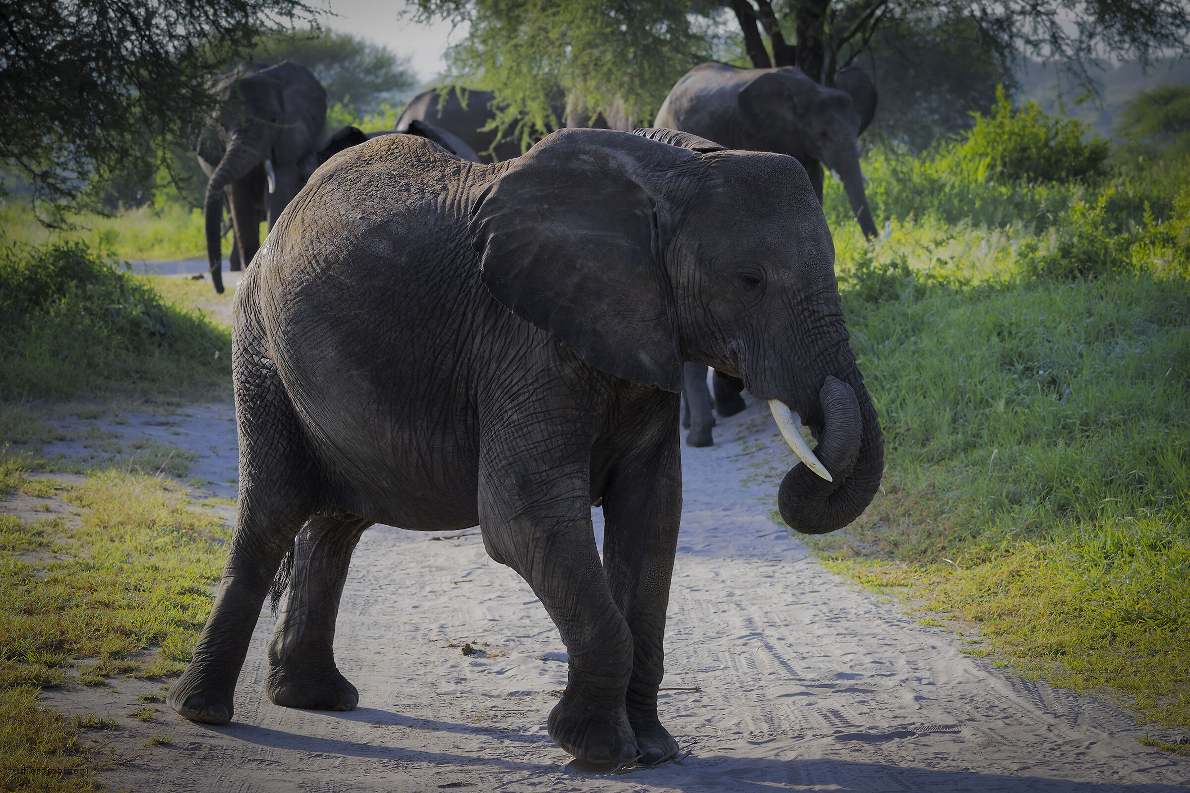 Elephant