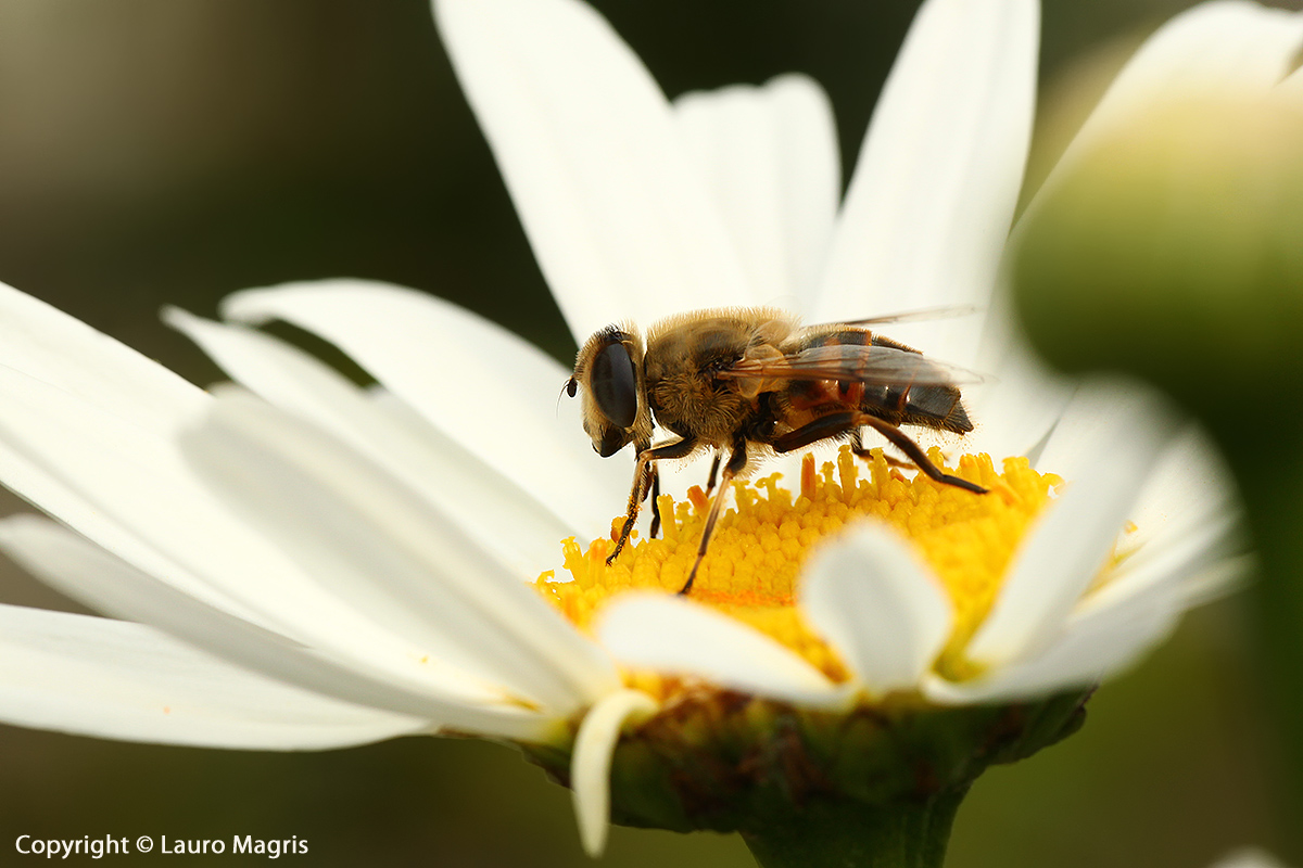Among the white panels