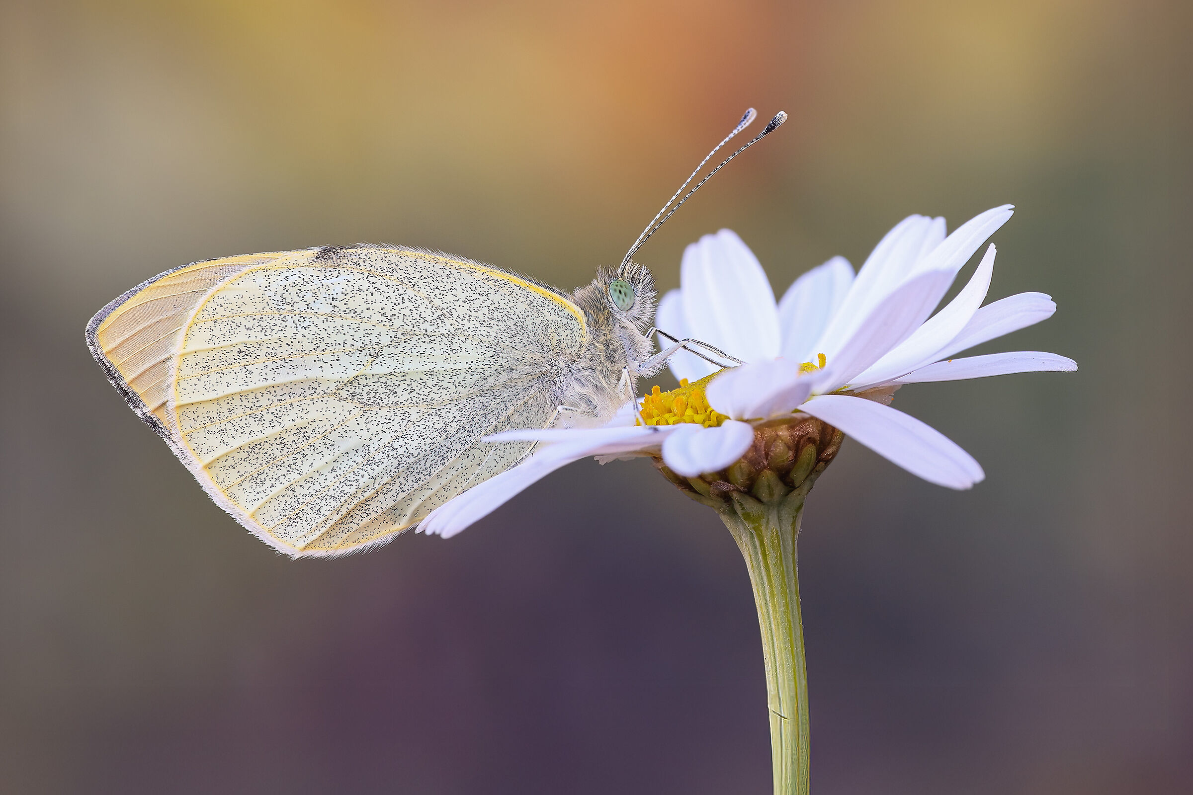 Pieris brassicae