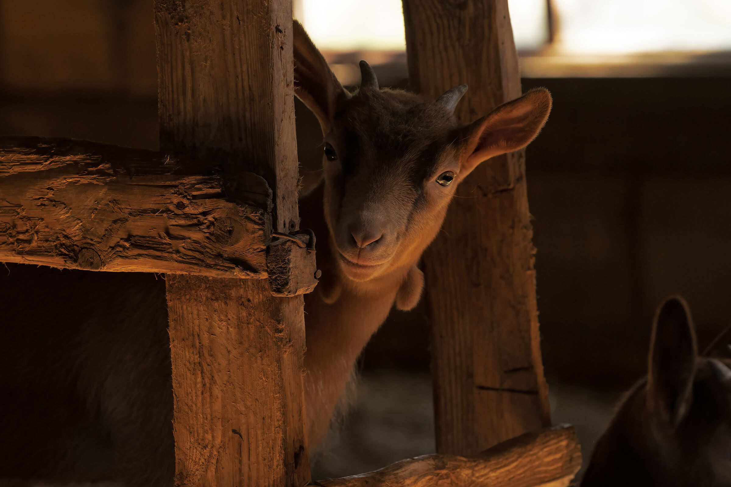 Ritratto nella stalla