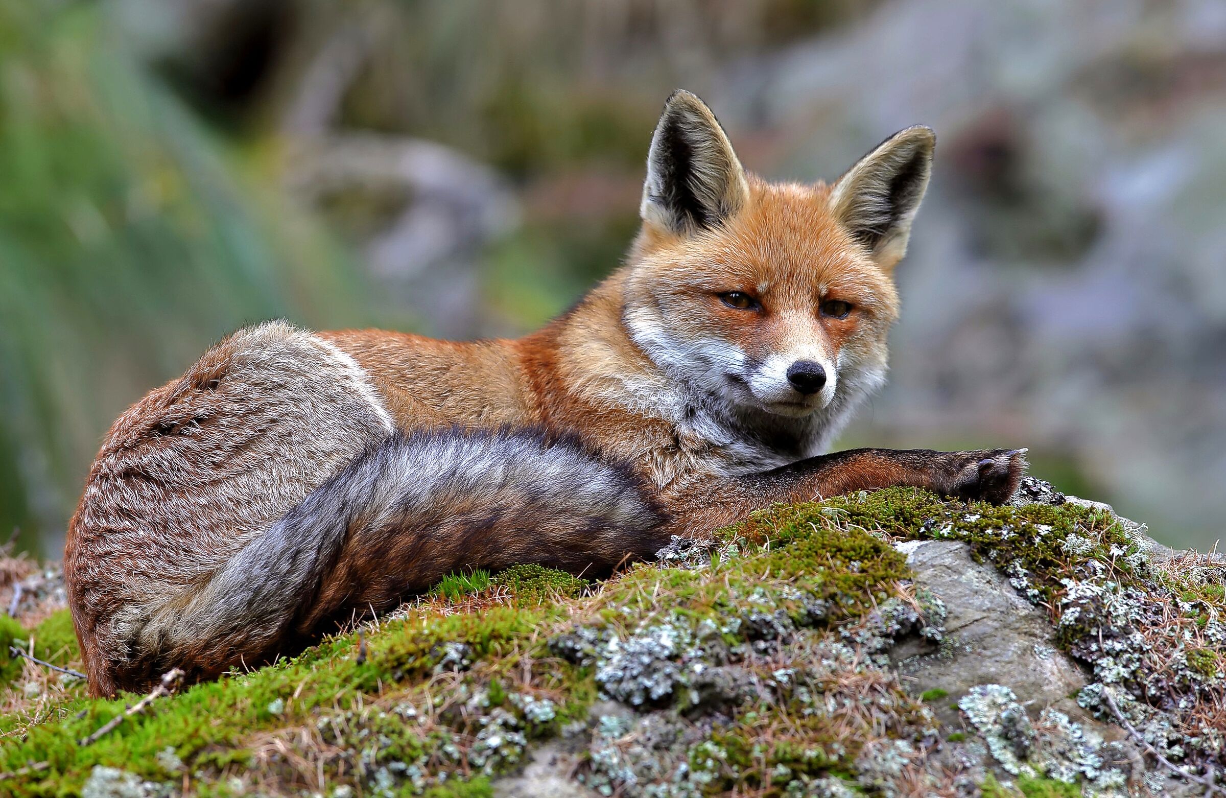 Red fox