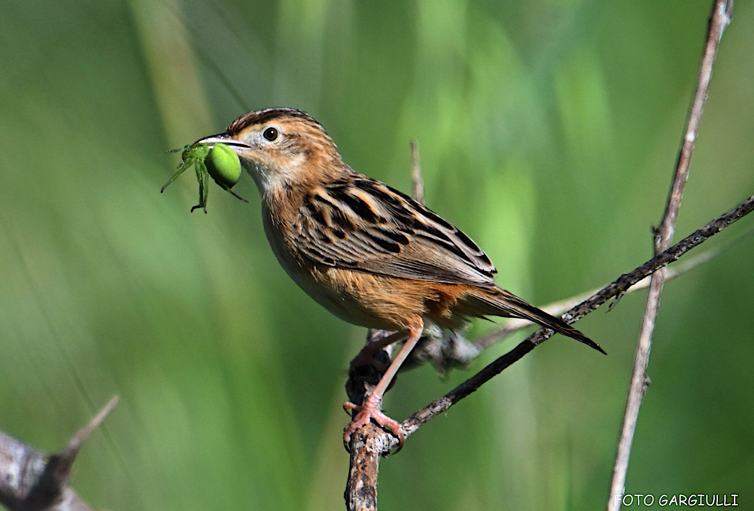 Snipe with prey