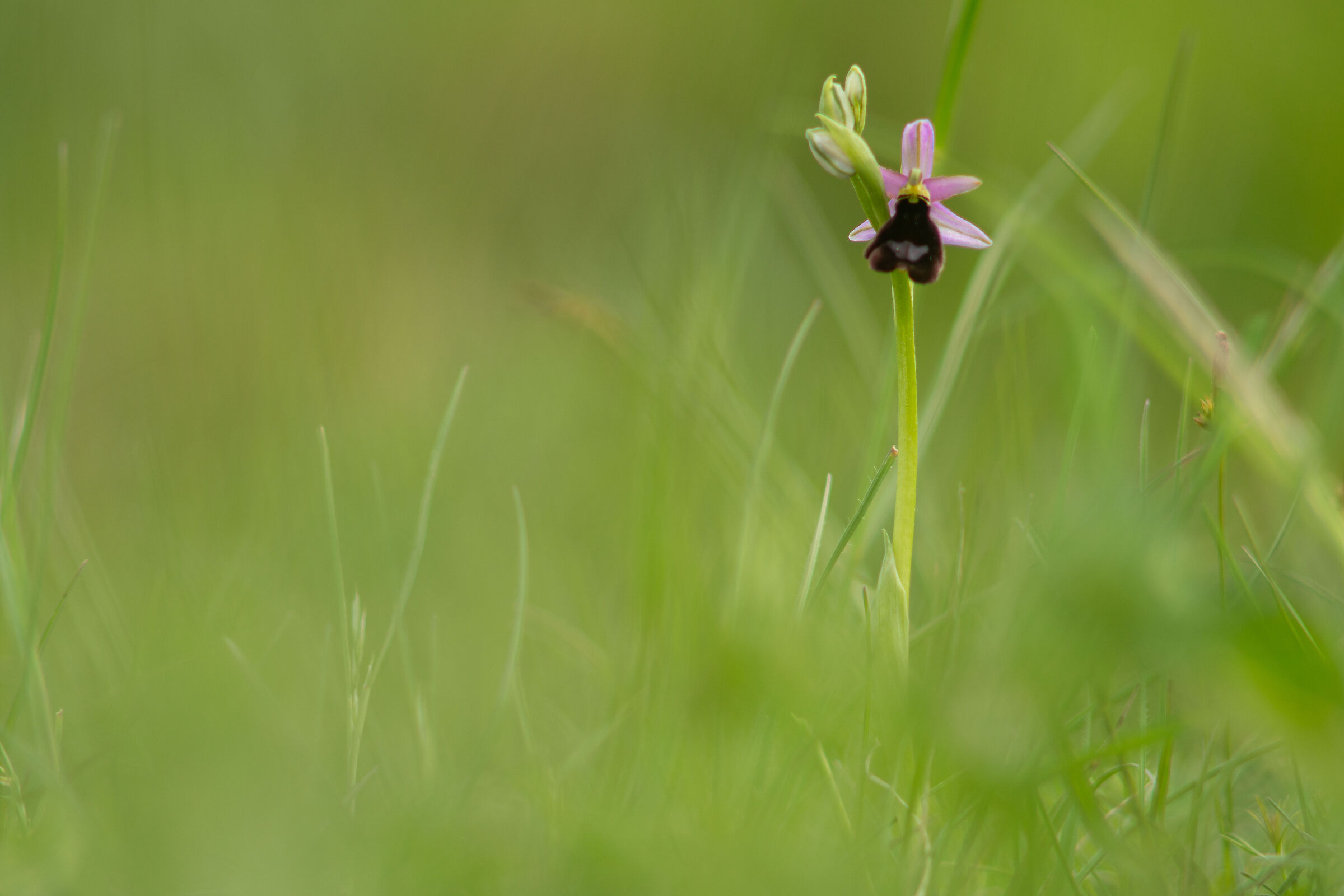 Ophrys benacensis