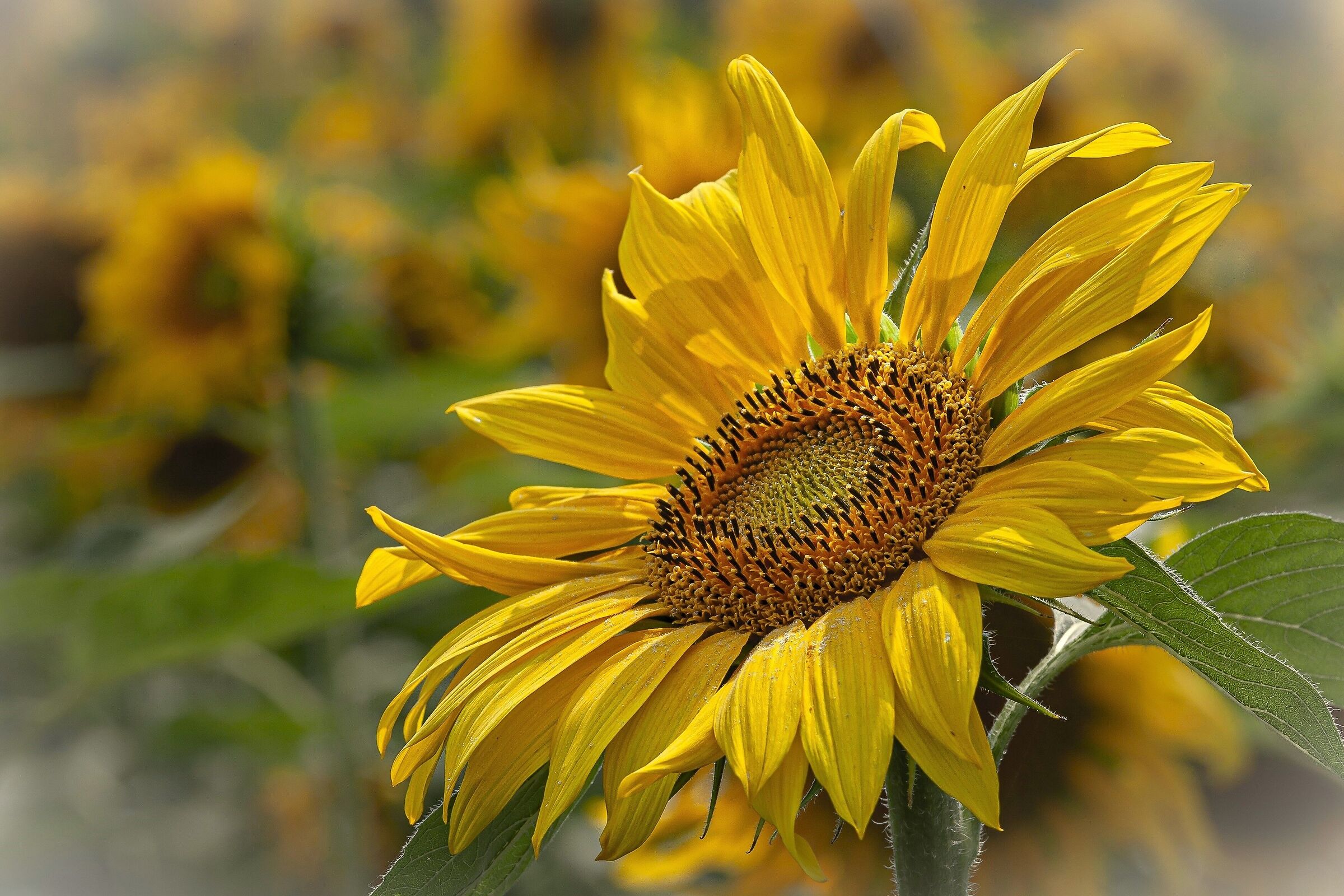 Girasole