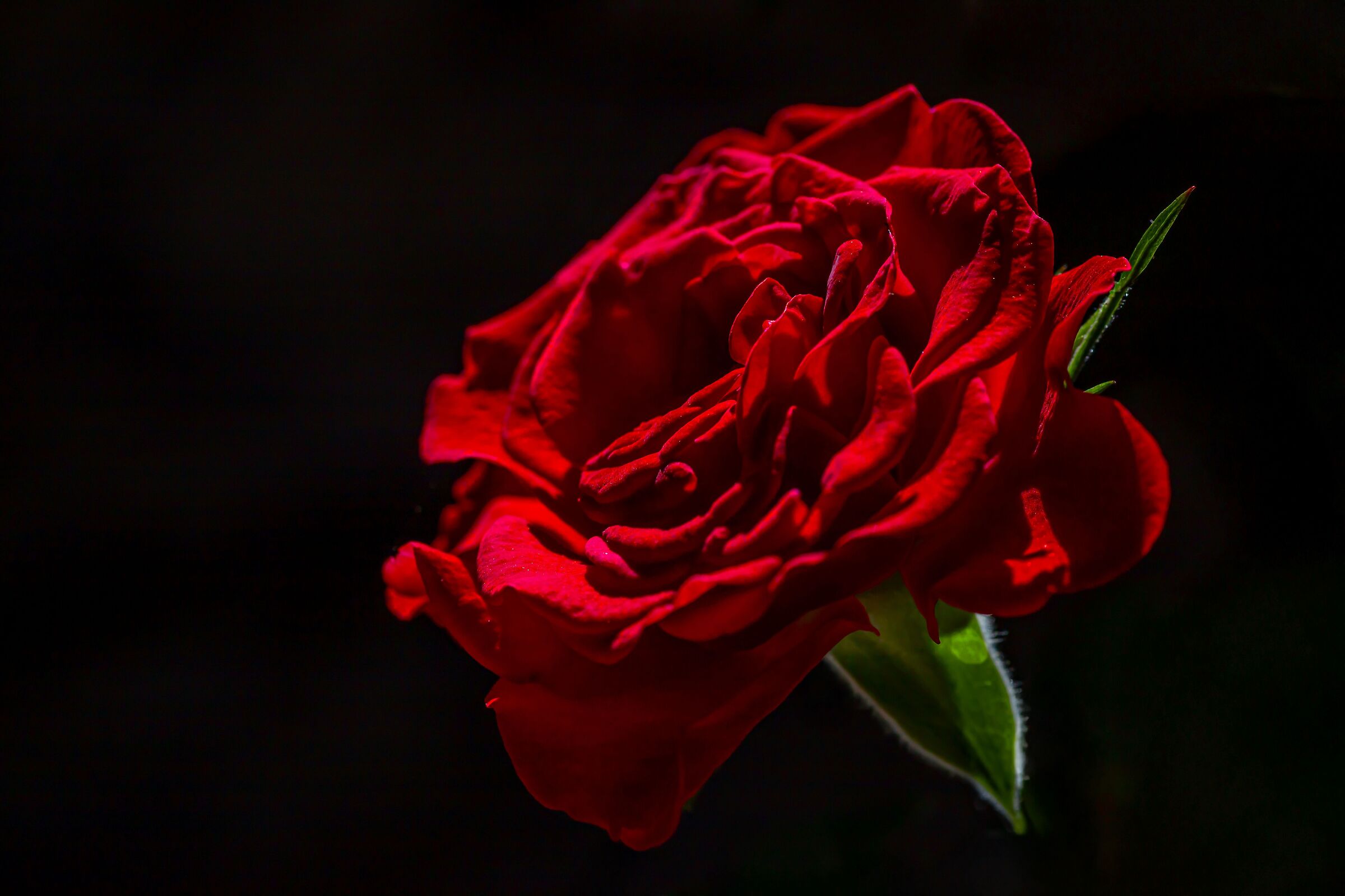 Rosa rossa