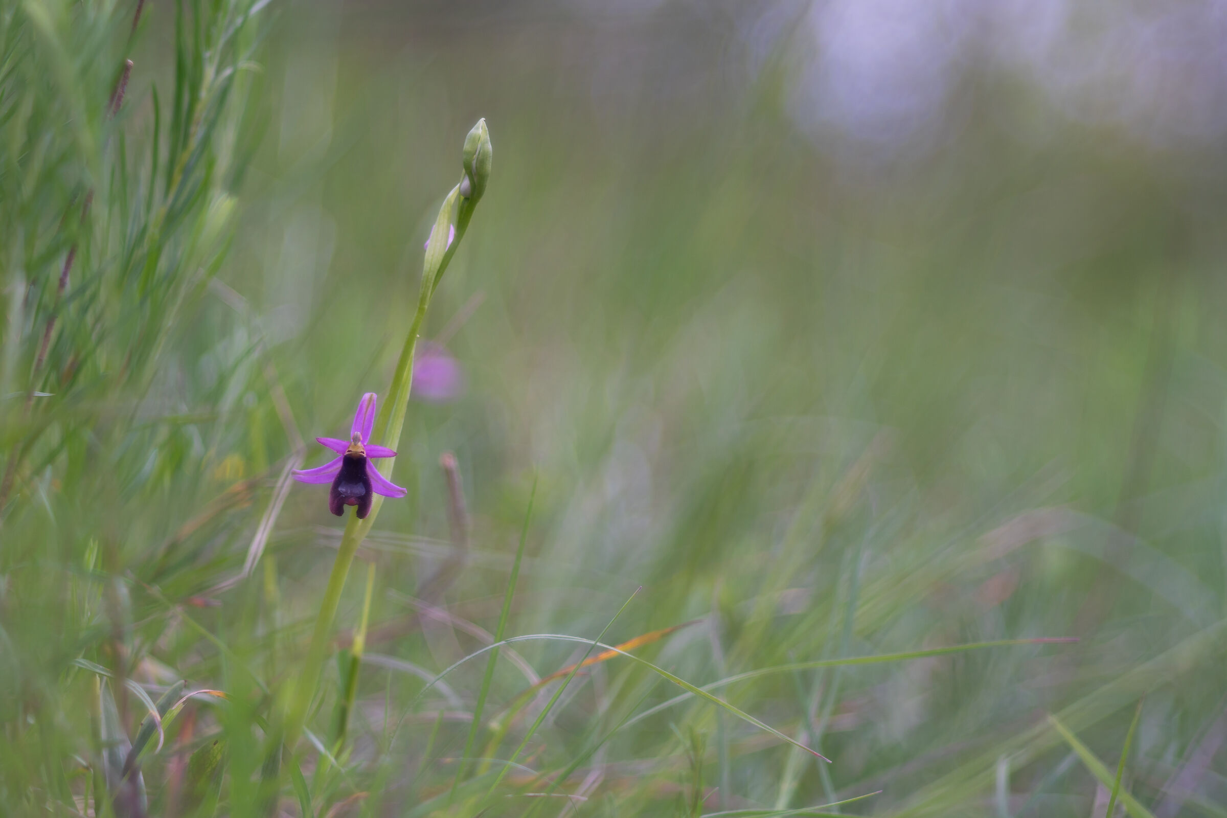 Ophrys bertolonii