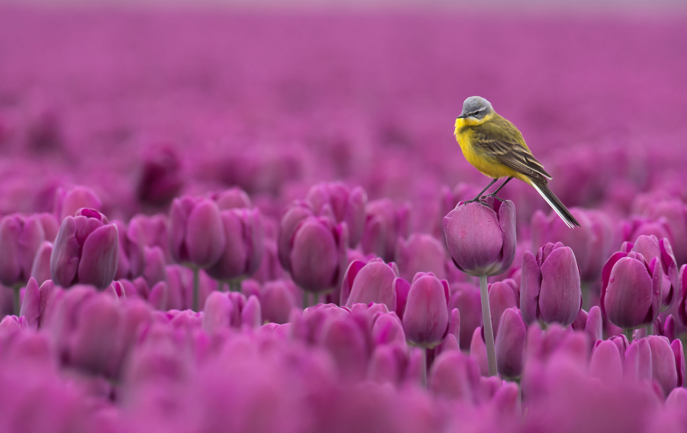 Yellow wagtail