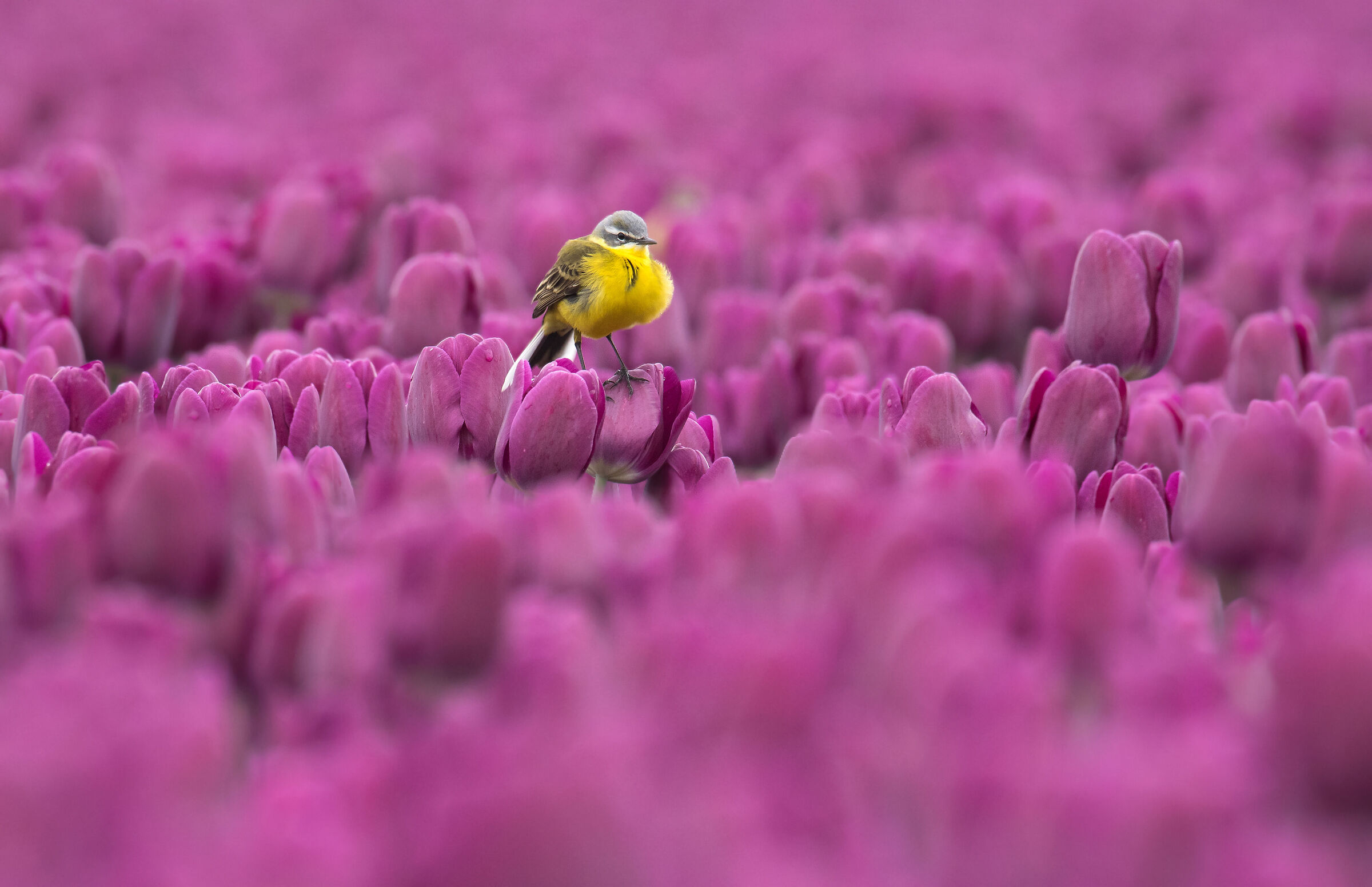 Yellow wagtail