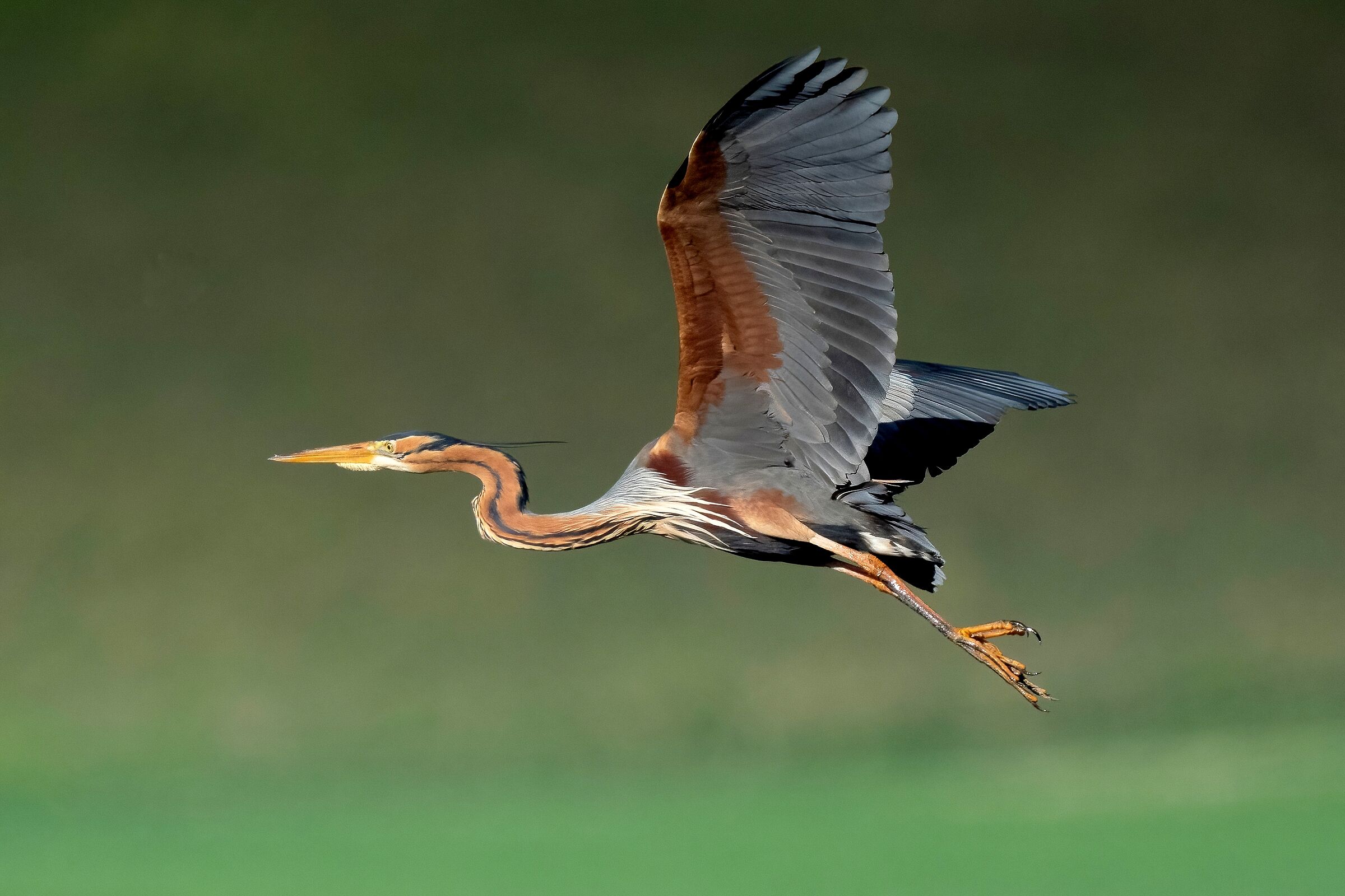 Purple heron (Ardea purpurea)