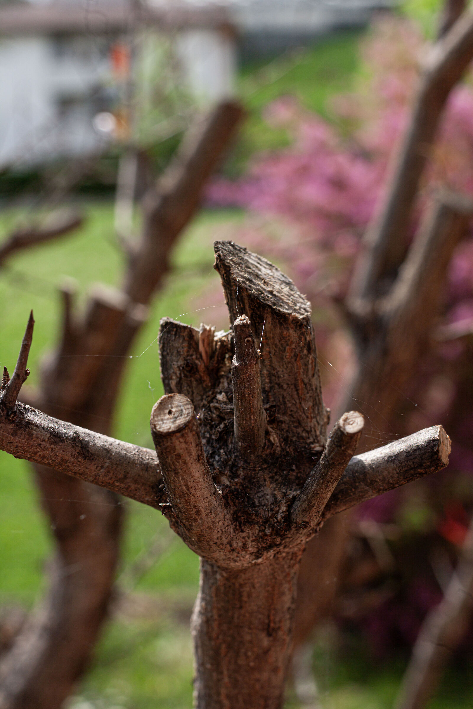 potatura porta altra vita..