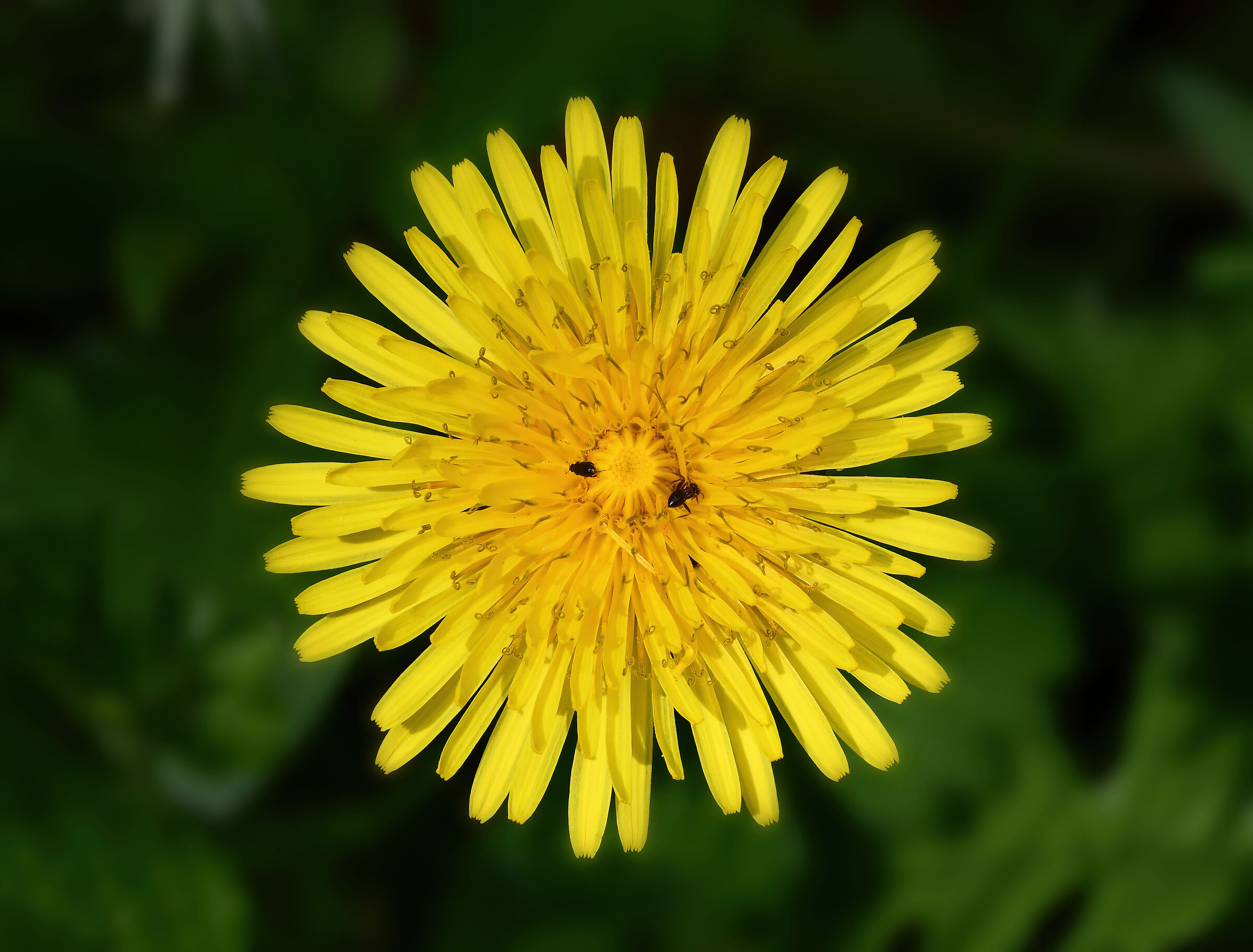 Tarassaco con ospiti...