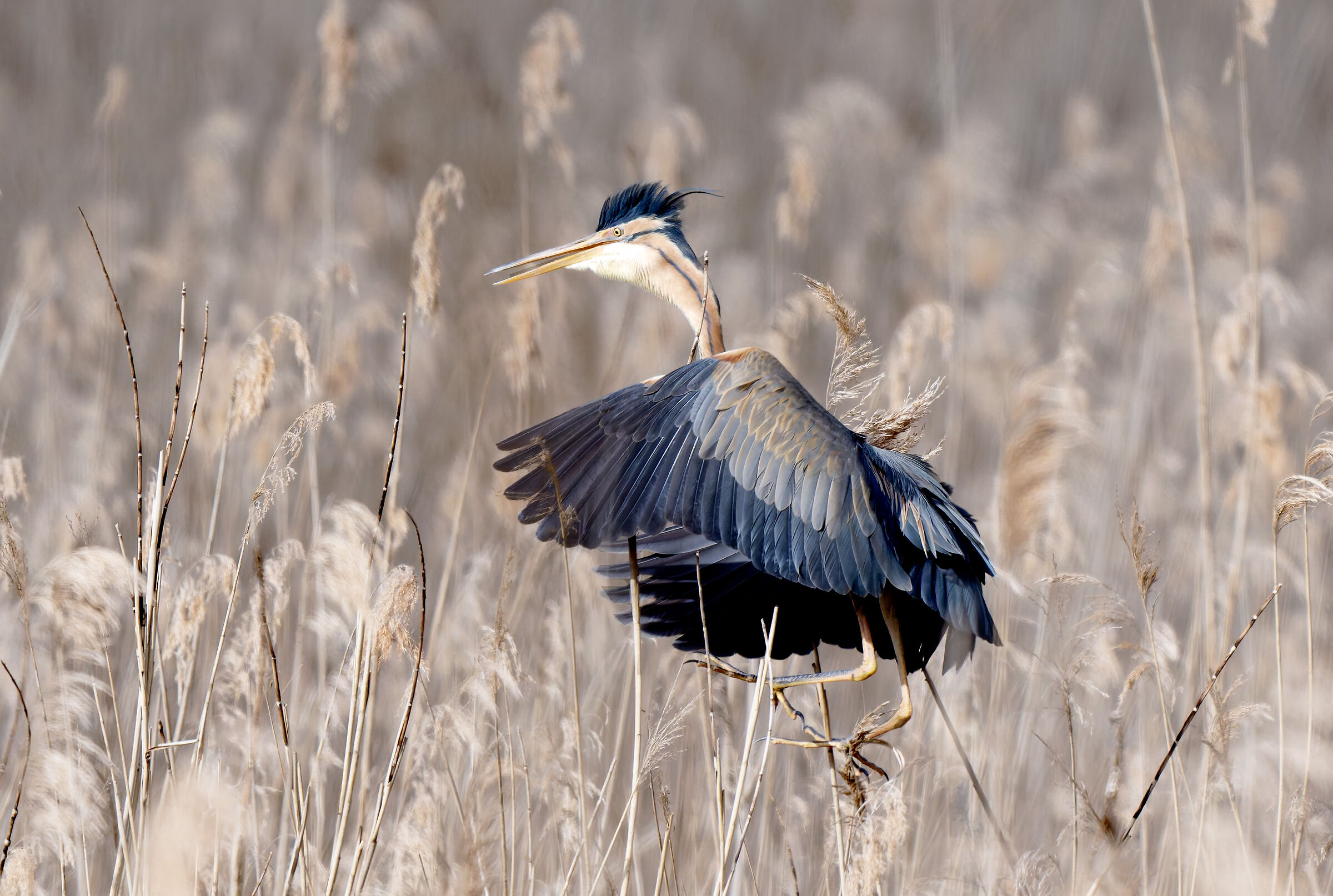 Purple heron