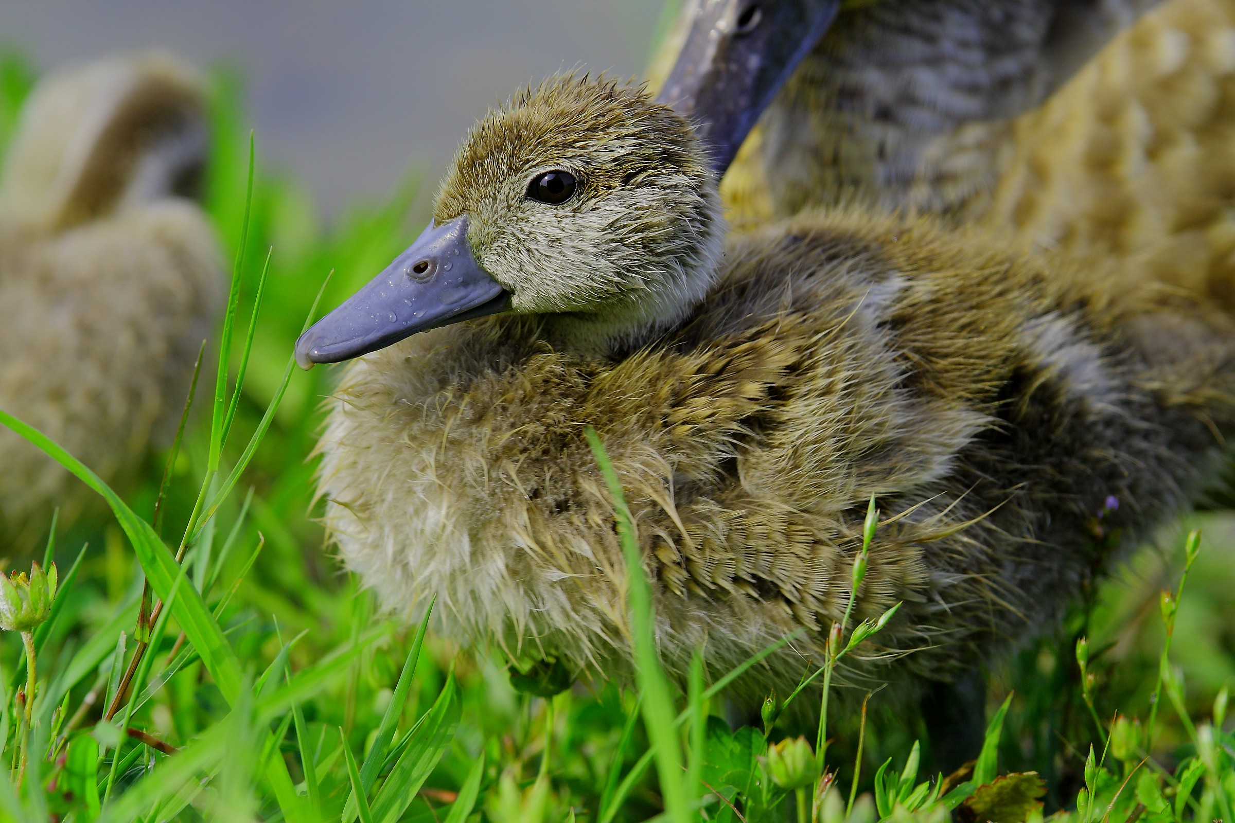 Small Marbled Duck