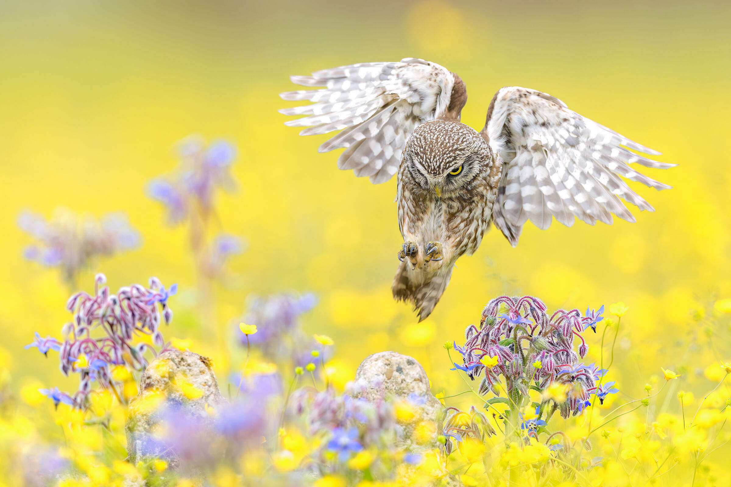 Owl