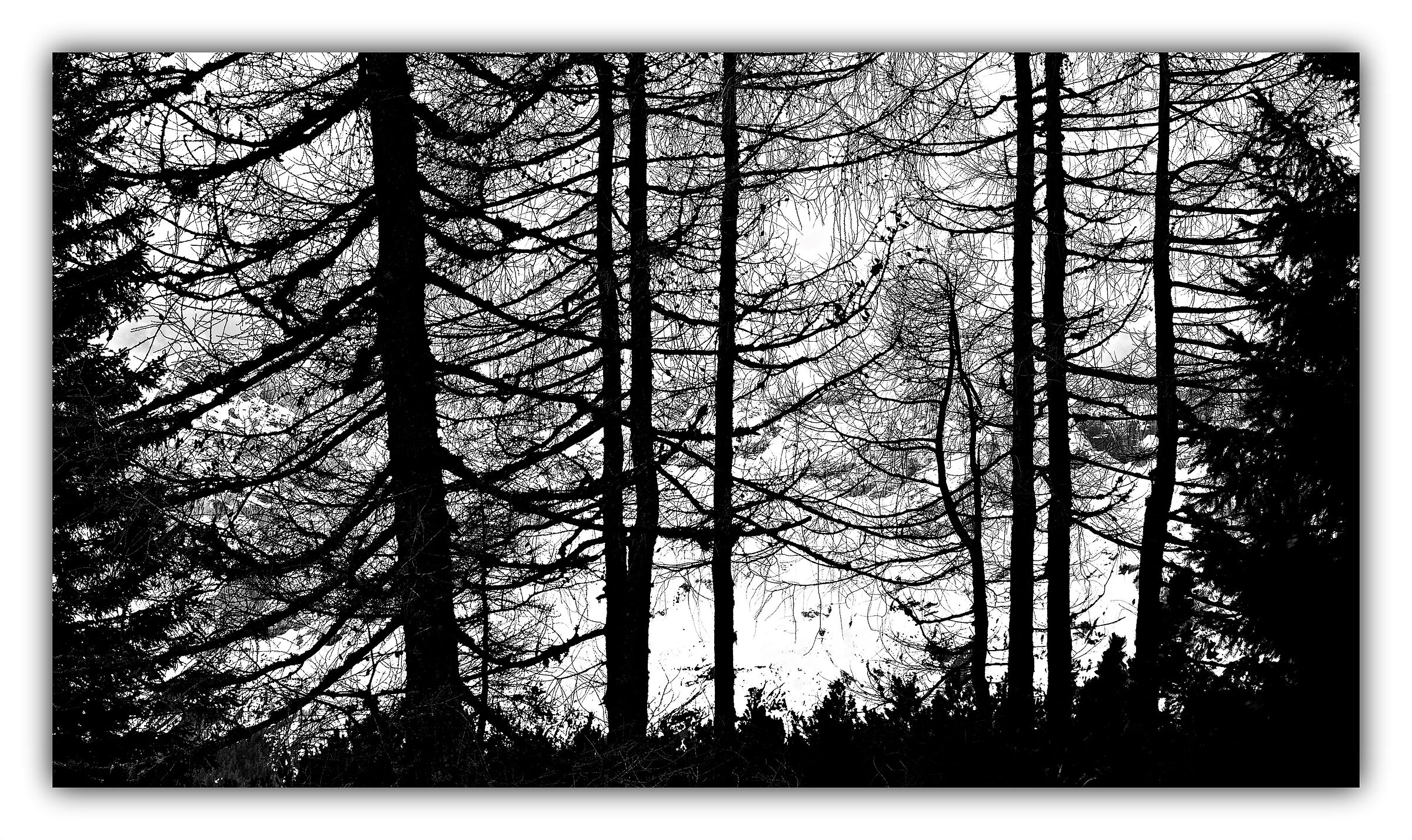 Larches in silhouette