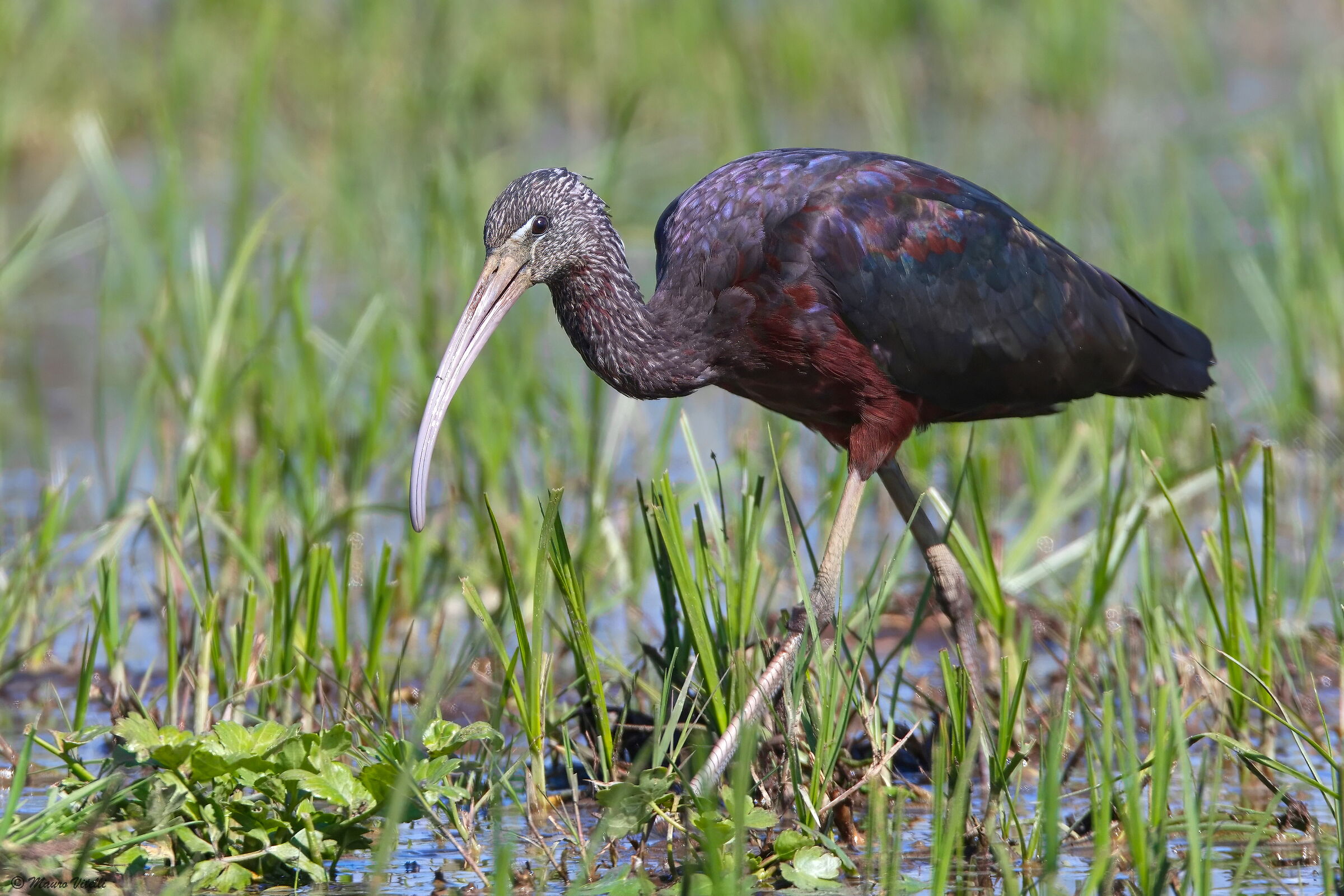 Glossy ibis (Plegadis falcinellus)
