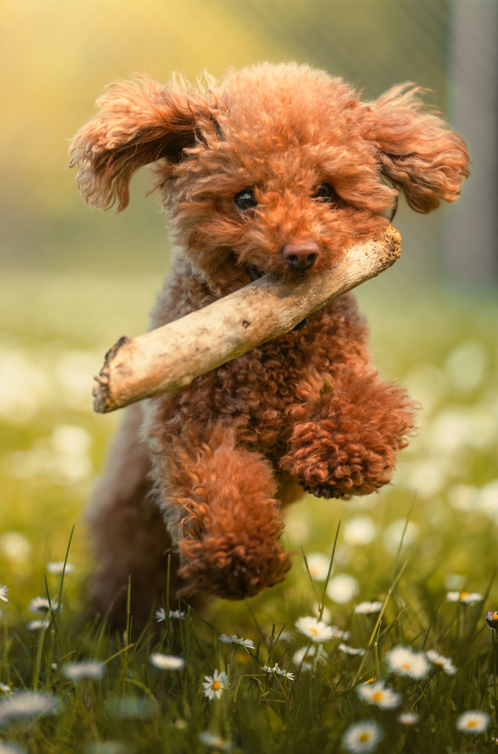 Agility ma non troppo