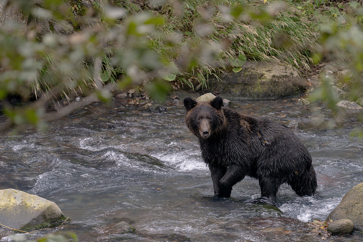 Hokkaido Grizzly Bear