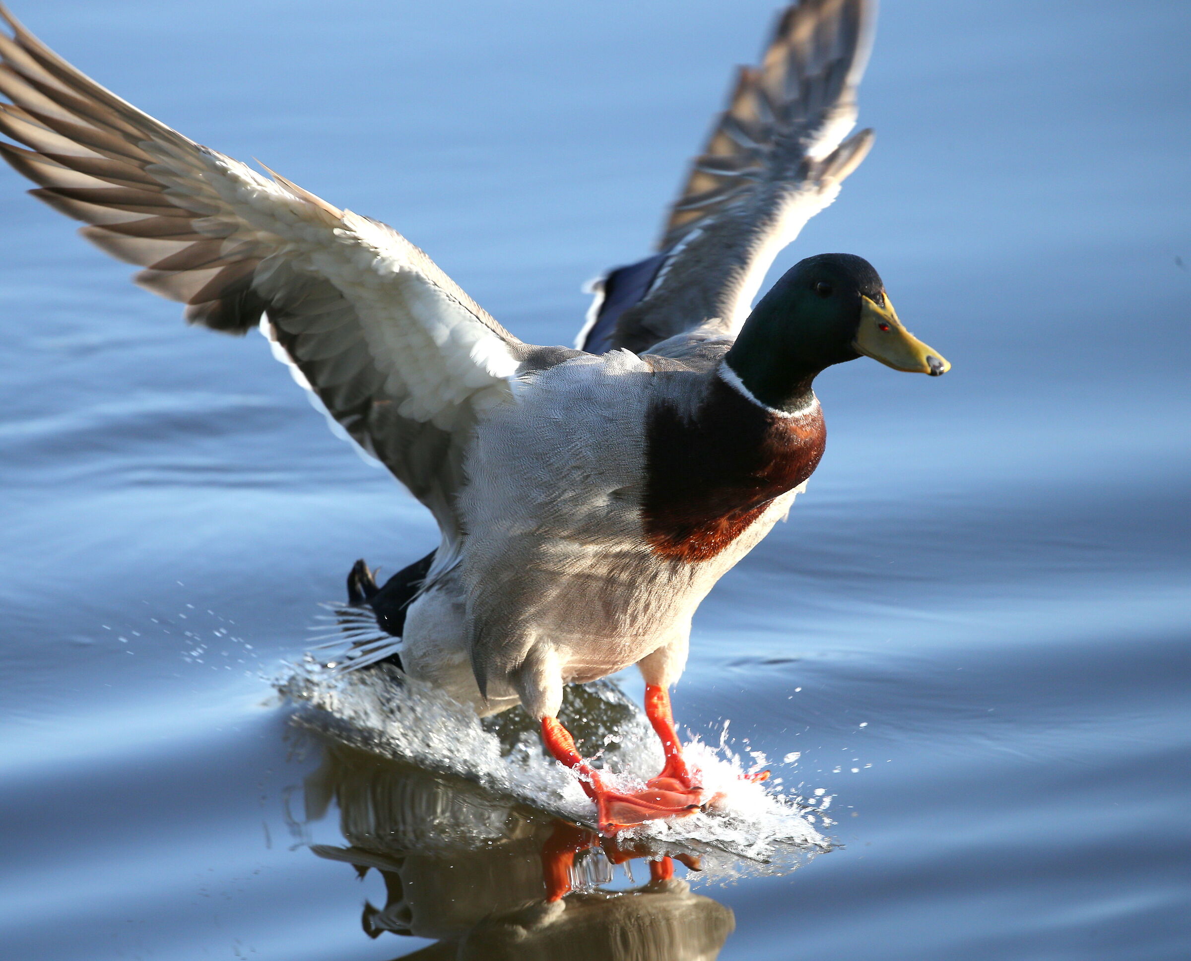 Water skiing