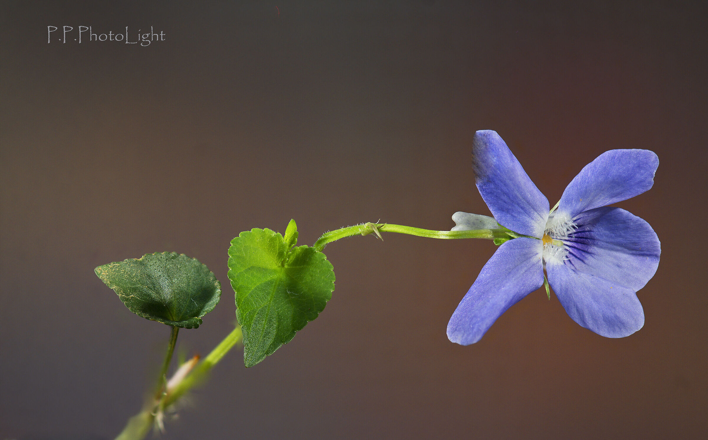 ... with heart-shaped leaves