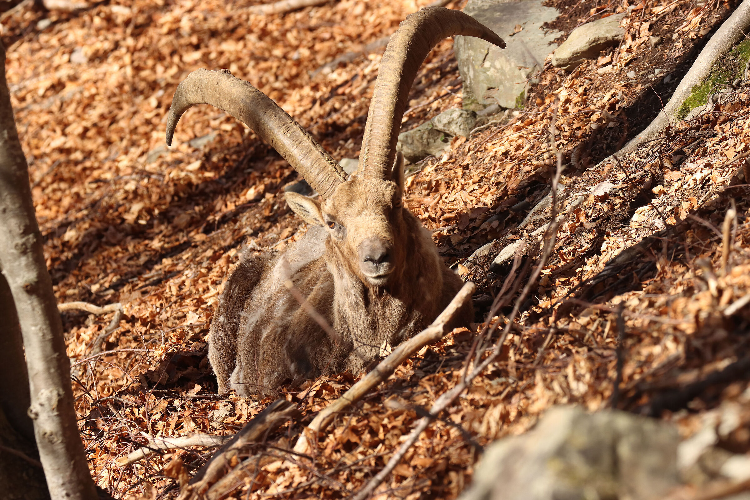 "penichella" post brucata