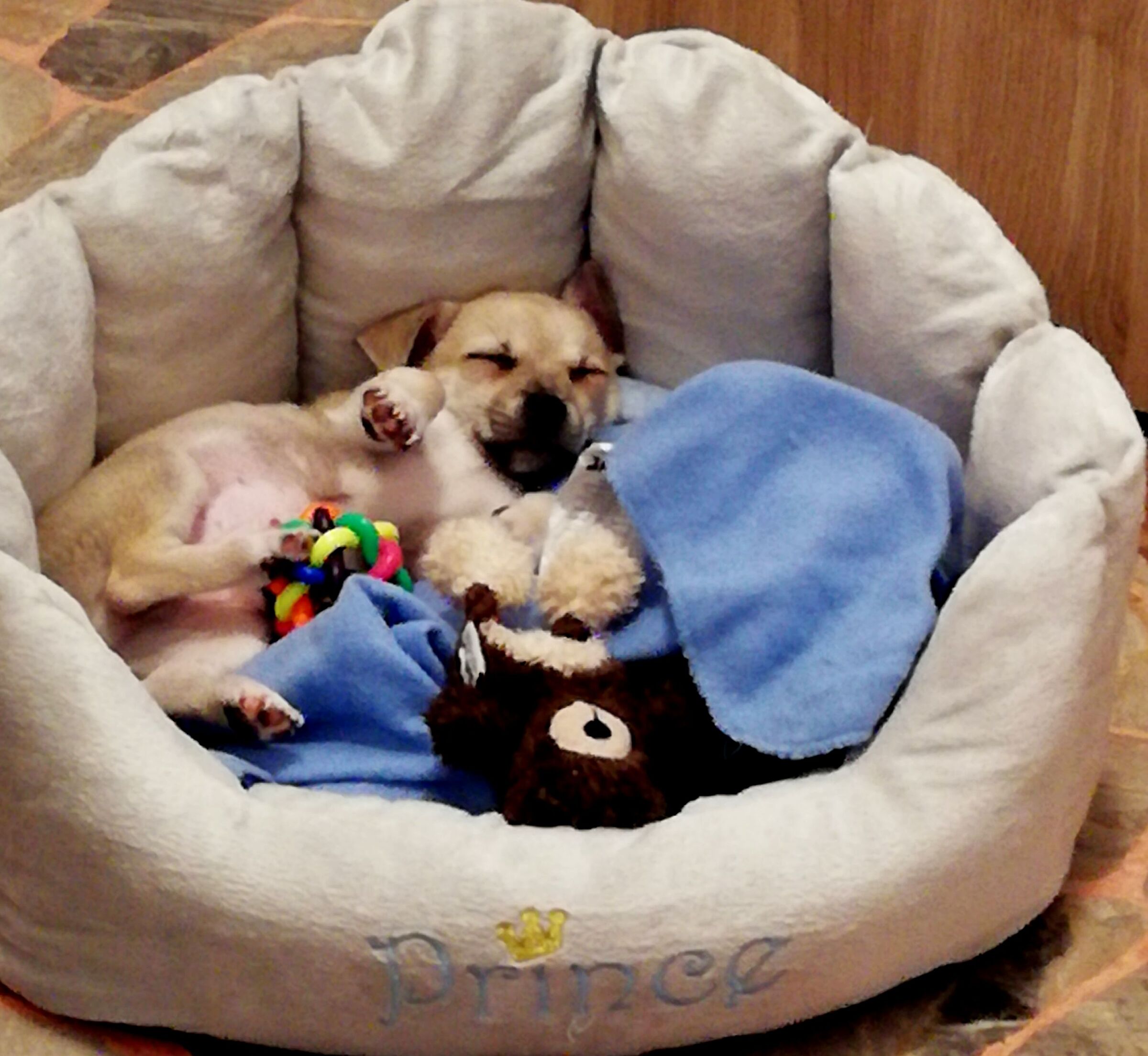 Romeo addormentato